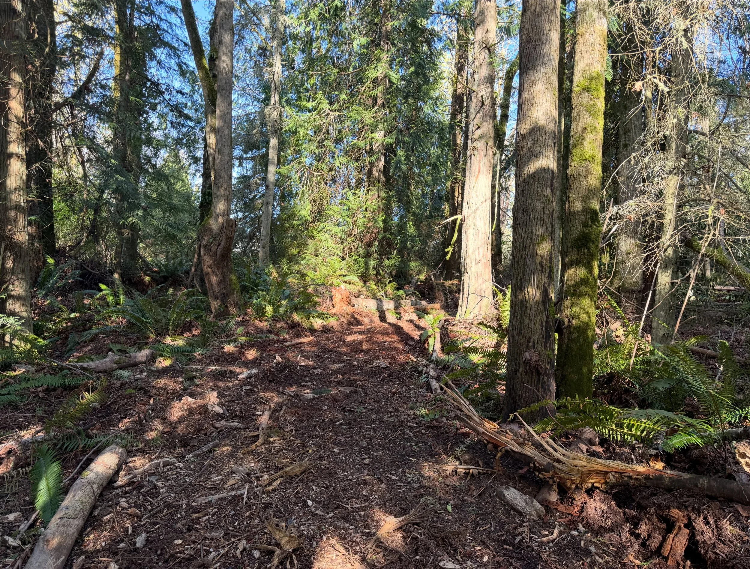 Shy 2.5 acres minutes to Kingston and Seattle/Edmonds ferries. Healthy mature trees, level, potential Sound views and clean air. Water/electricity in. $250k. See full Zillow listing in bio🌲