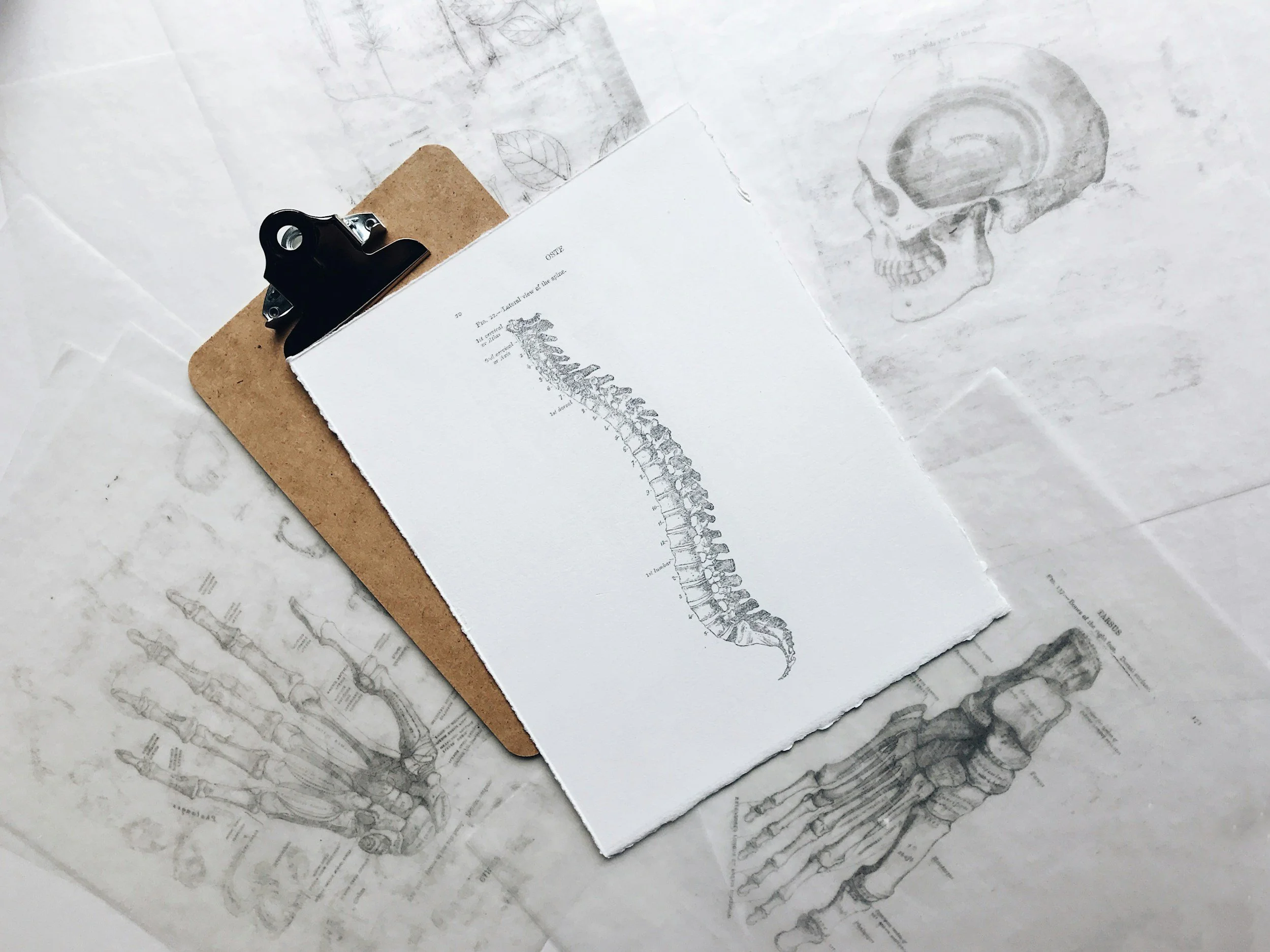An illustration of a human spine on a white piece of paper clipped to a clipboard, surrounded by anatomical sketches of a skull, hand bones, and foot bones on a semi-transparent sheet of paper.