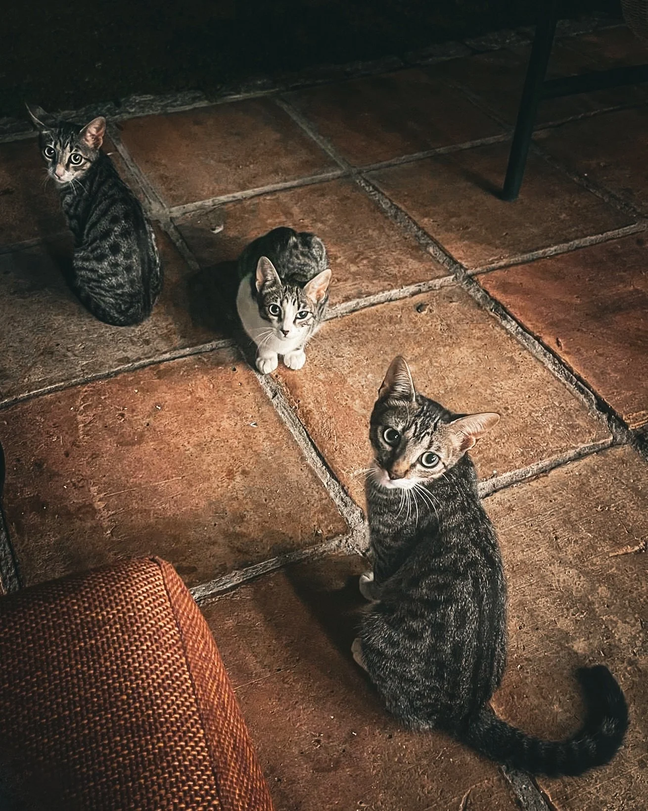 Tres gatos #catsofinstagram #sotogrande #spain #memories #catsagram