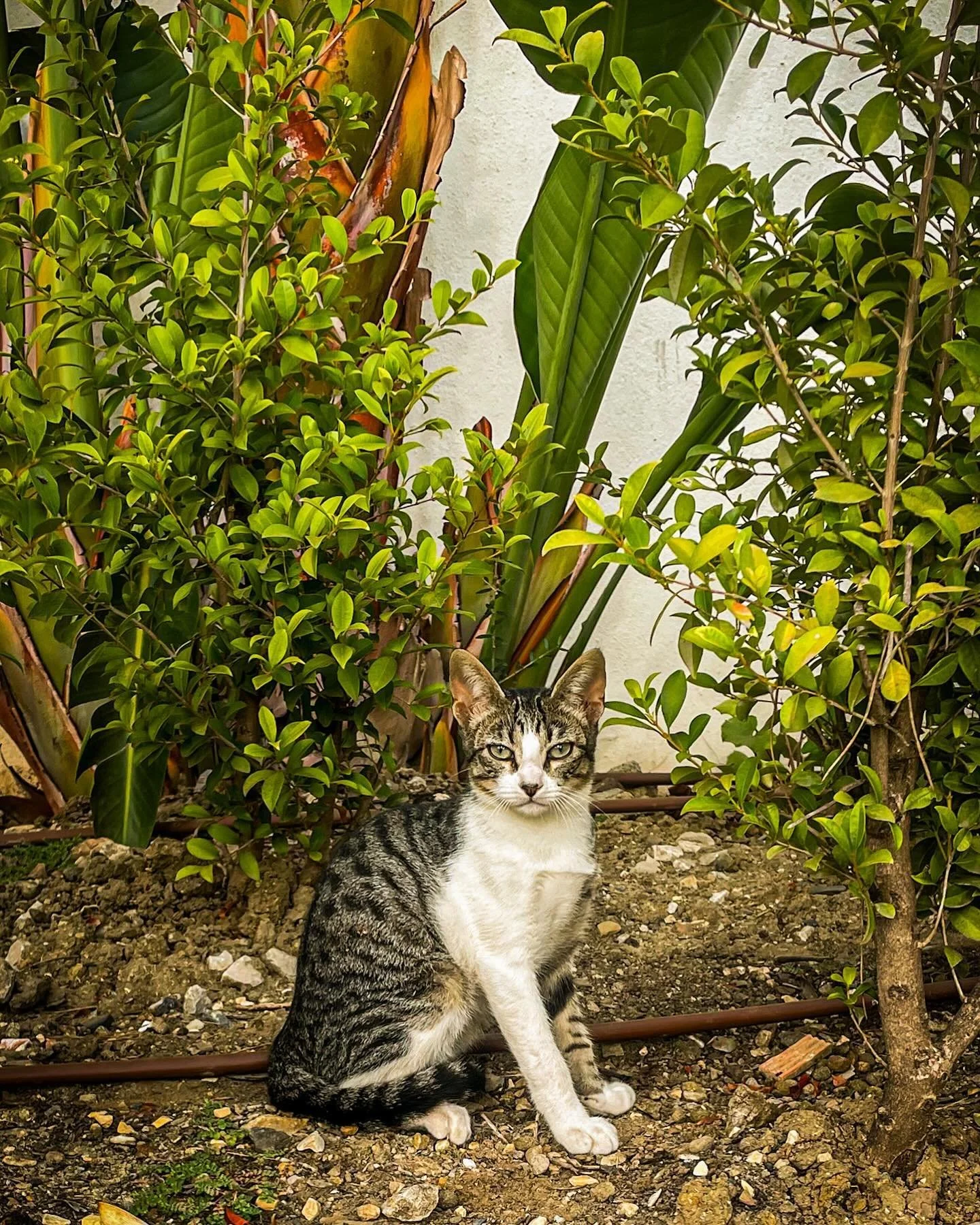 #catlady #catsofinstagram #felinefine #spain #sotograndelife #sotogrande #summer #summer2024 #travel #travelphotography