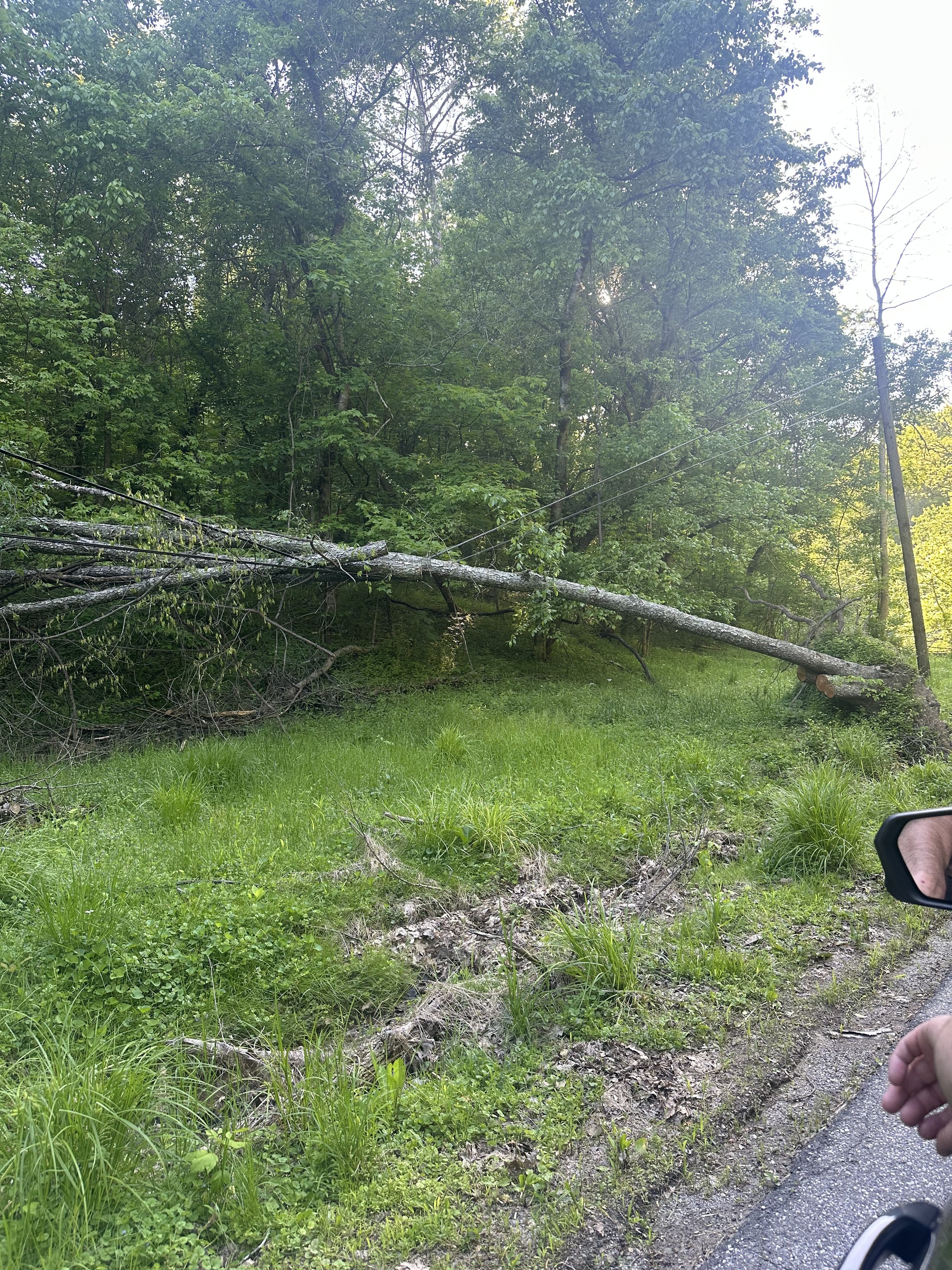 A fallen tree blocking a grassy roadside area with utility poles, surrounded by lush green trees.
