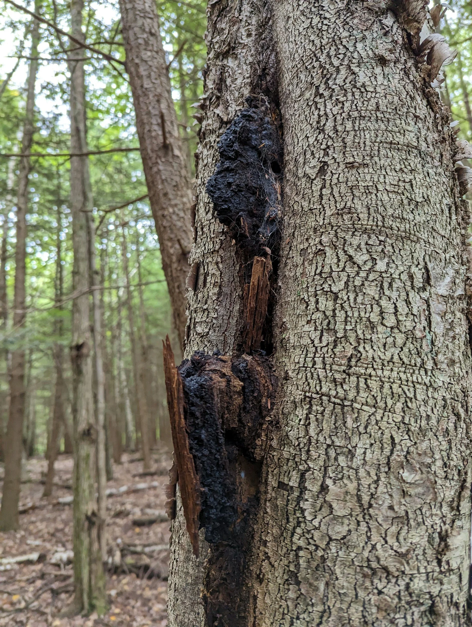 The Most Common Tree Defects Found During Surveys