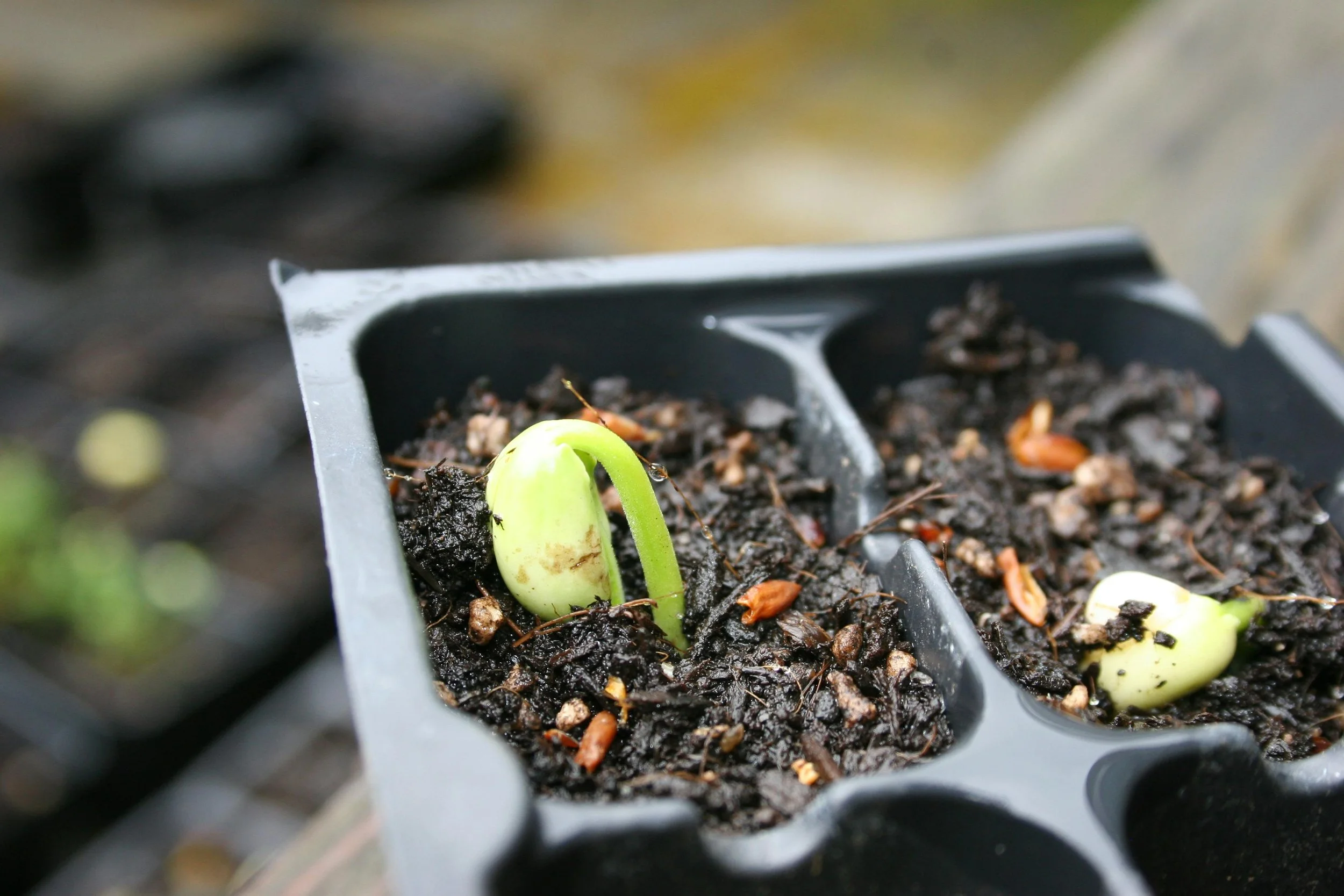 When Does a Church Plant Become a Church?