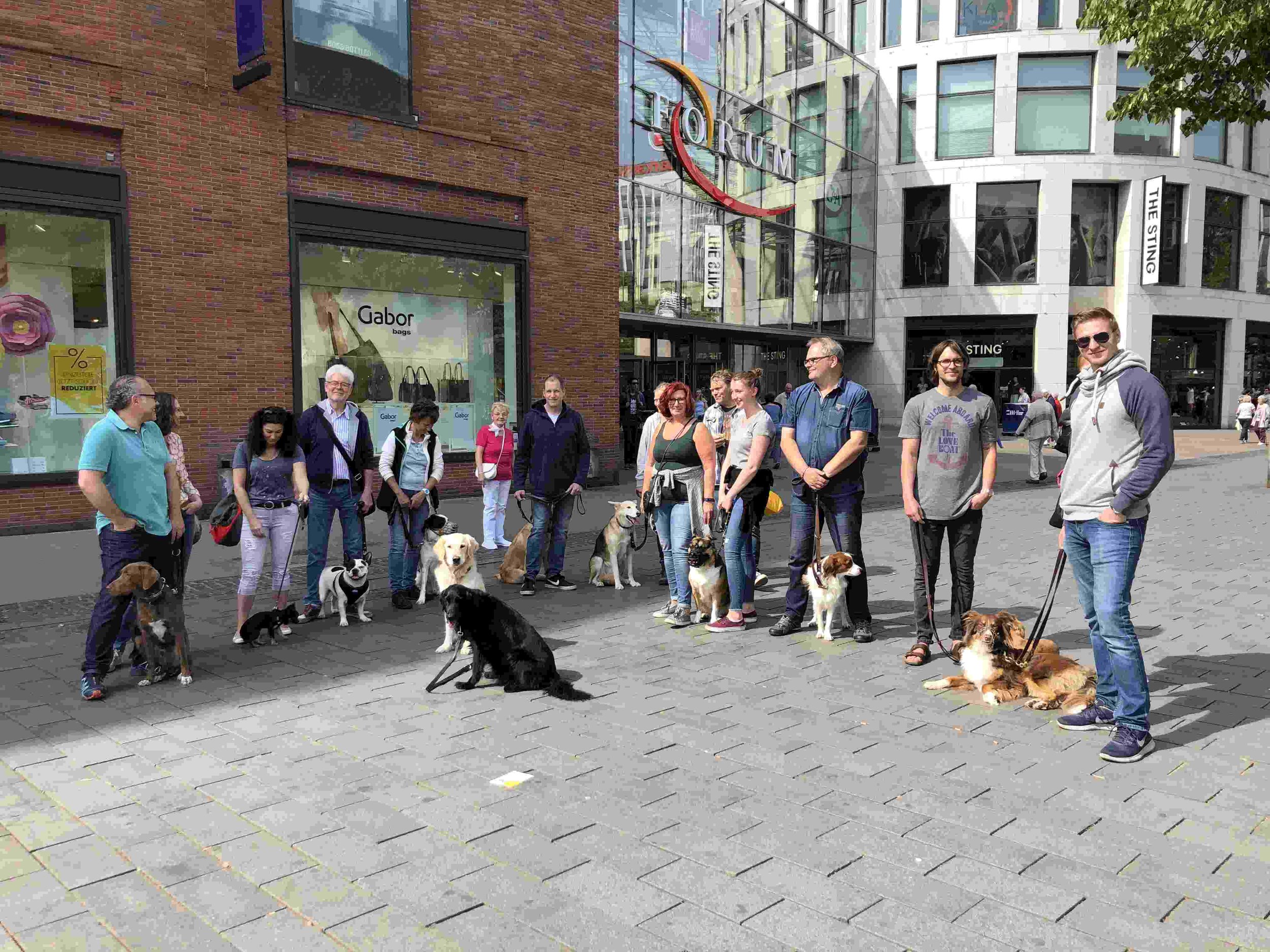 Hundegruppe in der Duisburger Innenstadt.jpg
