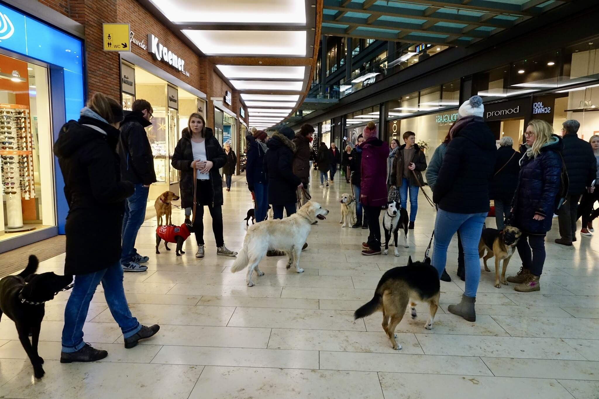 Hundegruppe im Forum in Duisburg.jpg