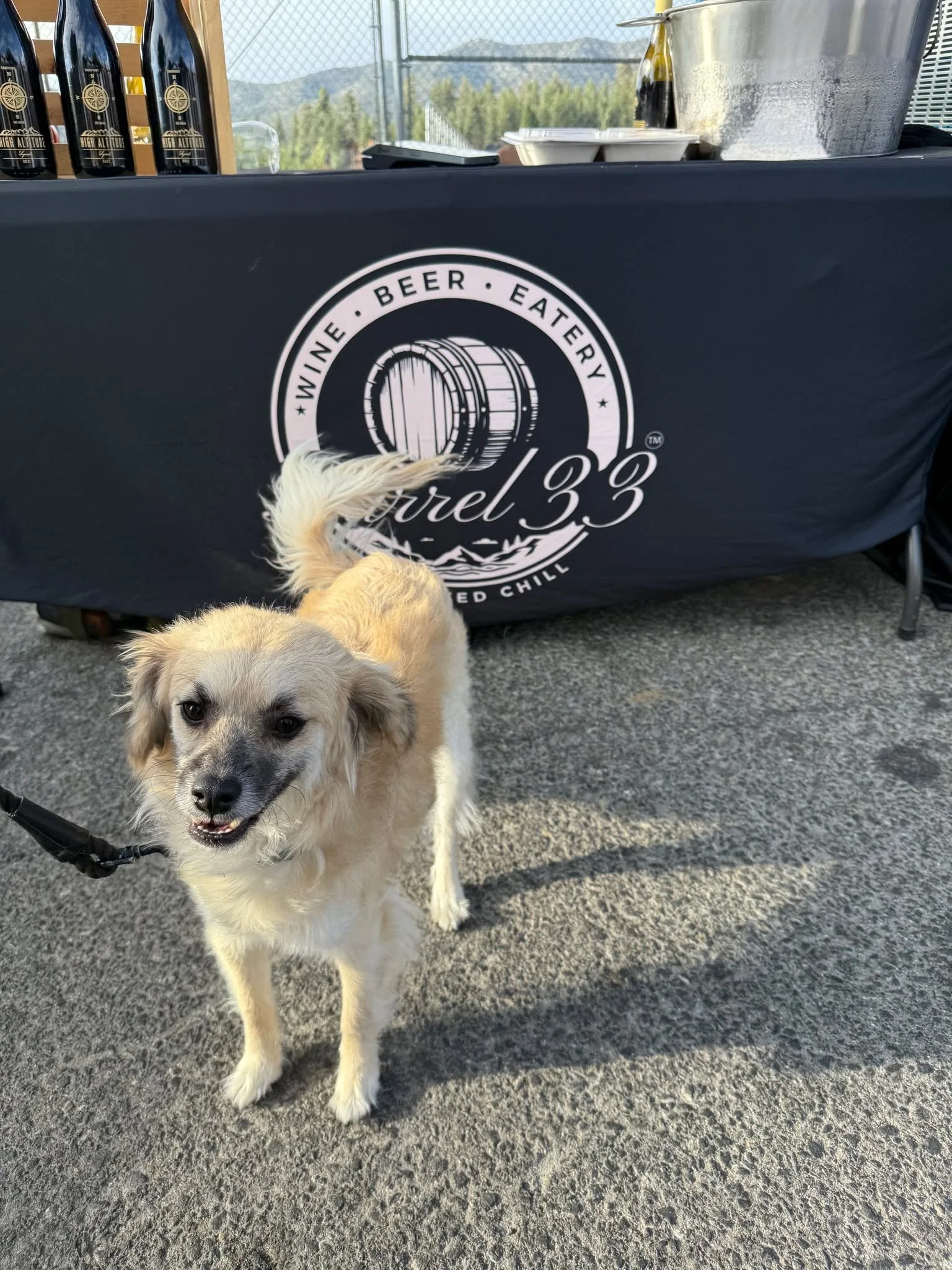 Dogs welcome.. people tolerated. Meet one of our mascots- Dewey! We love your furry friends and cant wait to see them with your smiling faces 🐶🐾 #BigBearLake #ShopLocal #ShopSmall #DrinkLocal #VisitBigBear #WineTime