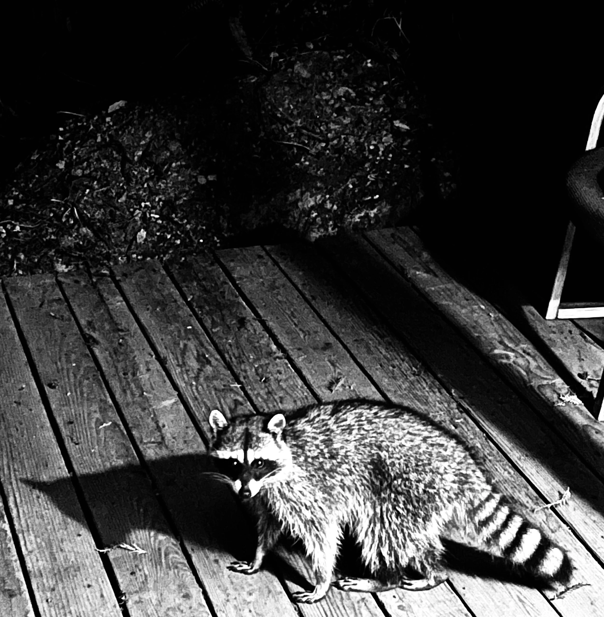 raccoonnight.jpeg