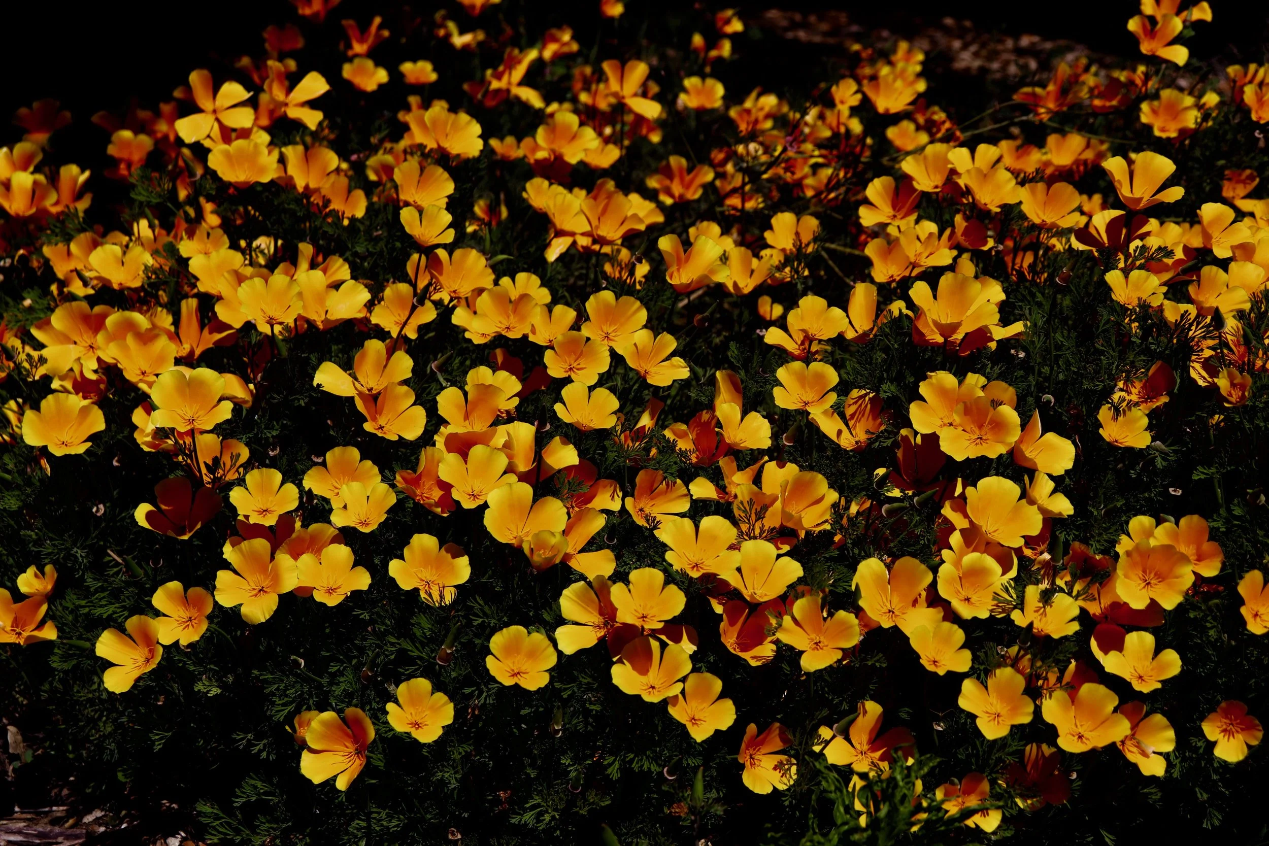 orangeflowers.jpeg