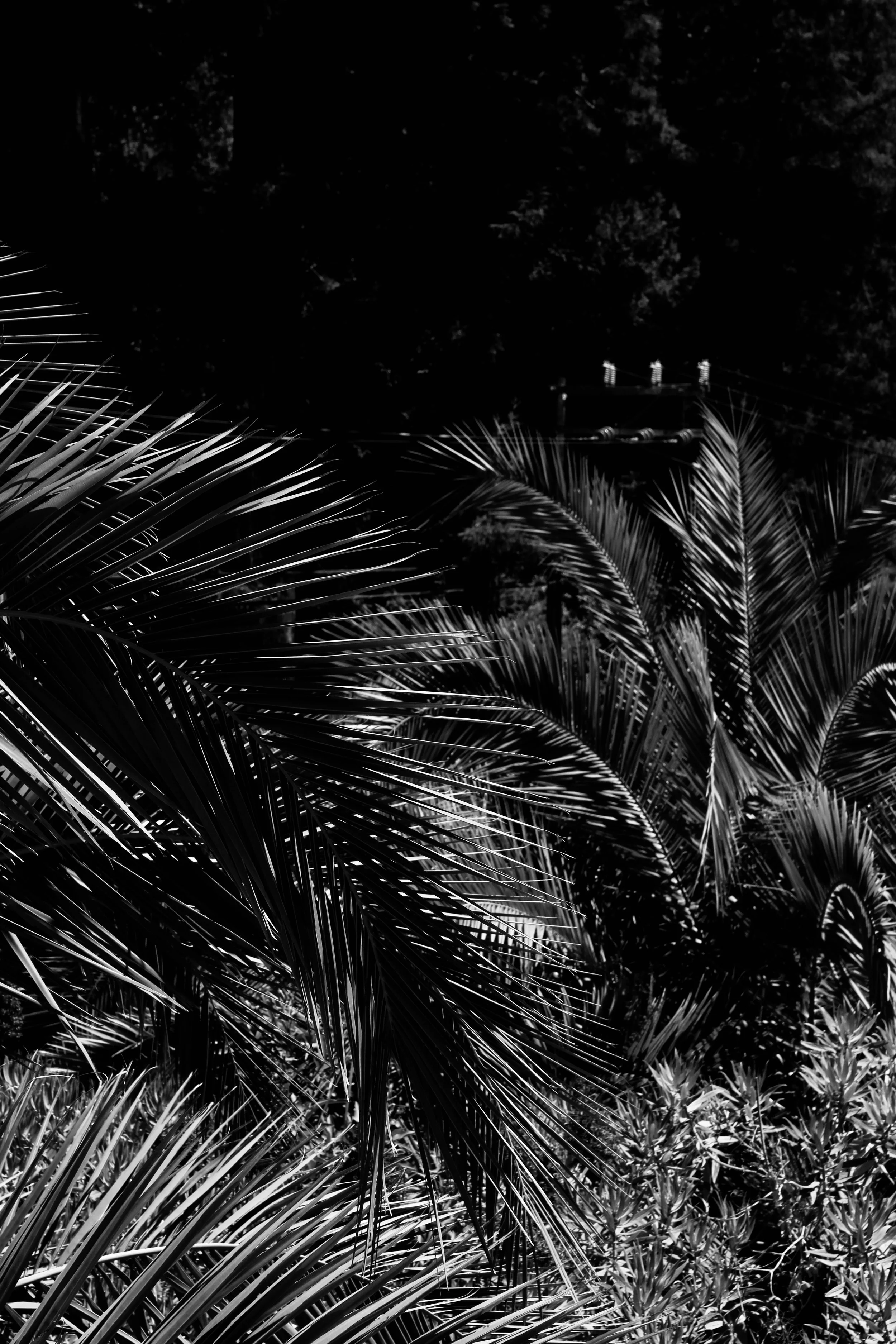 bxwbigsurpalms.jpeg
