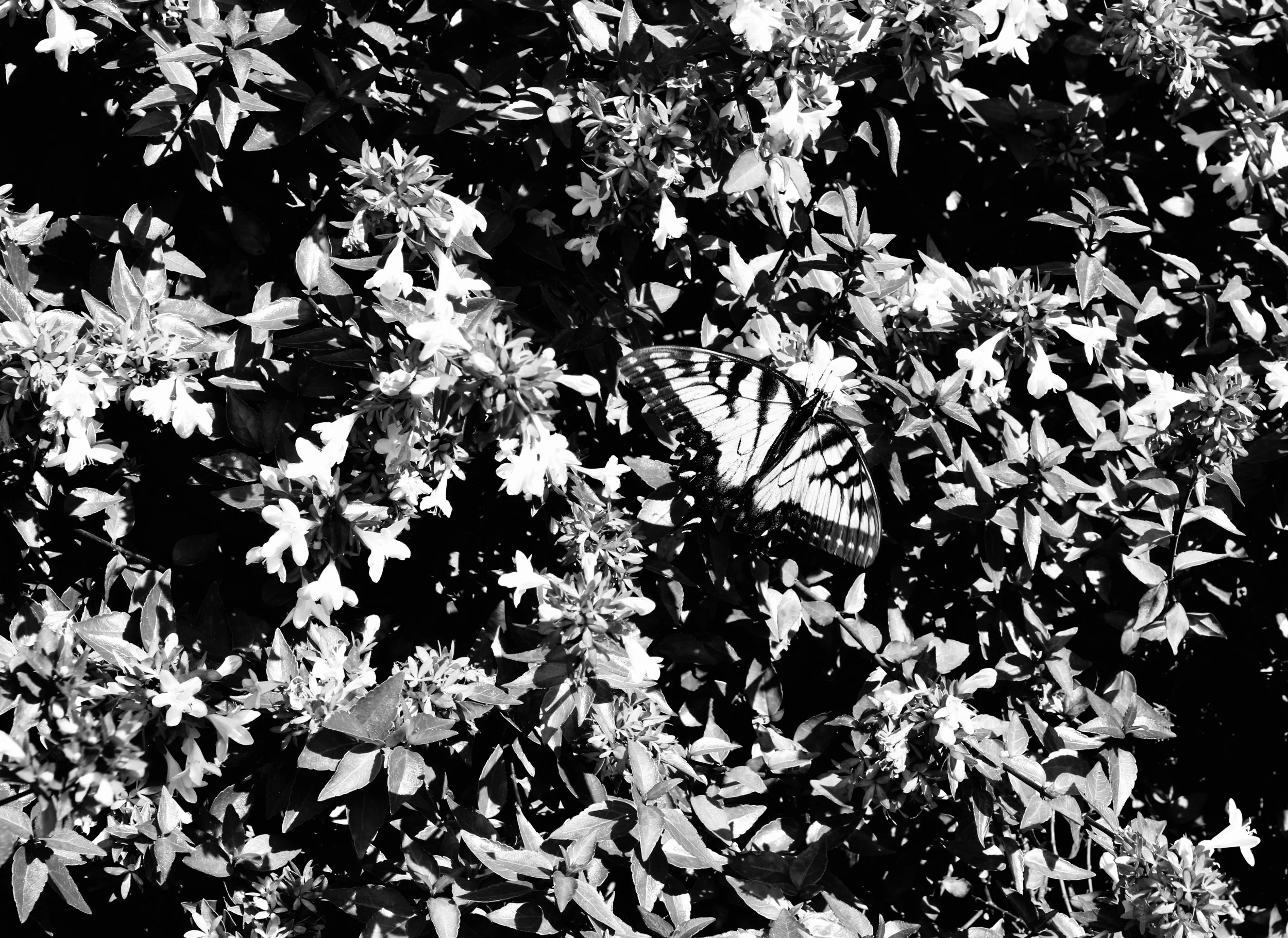 bxwbutterfly.jpeg