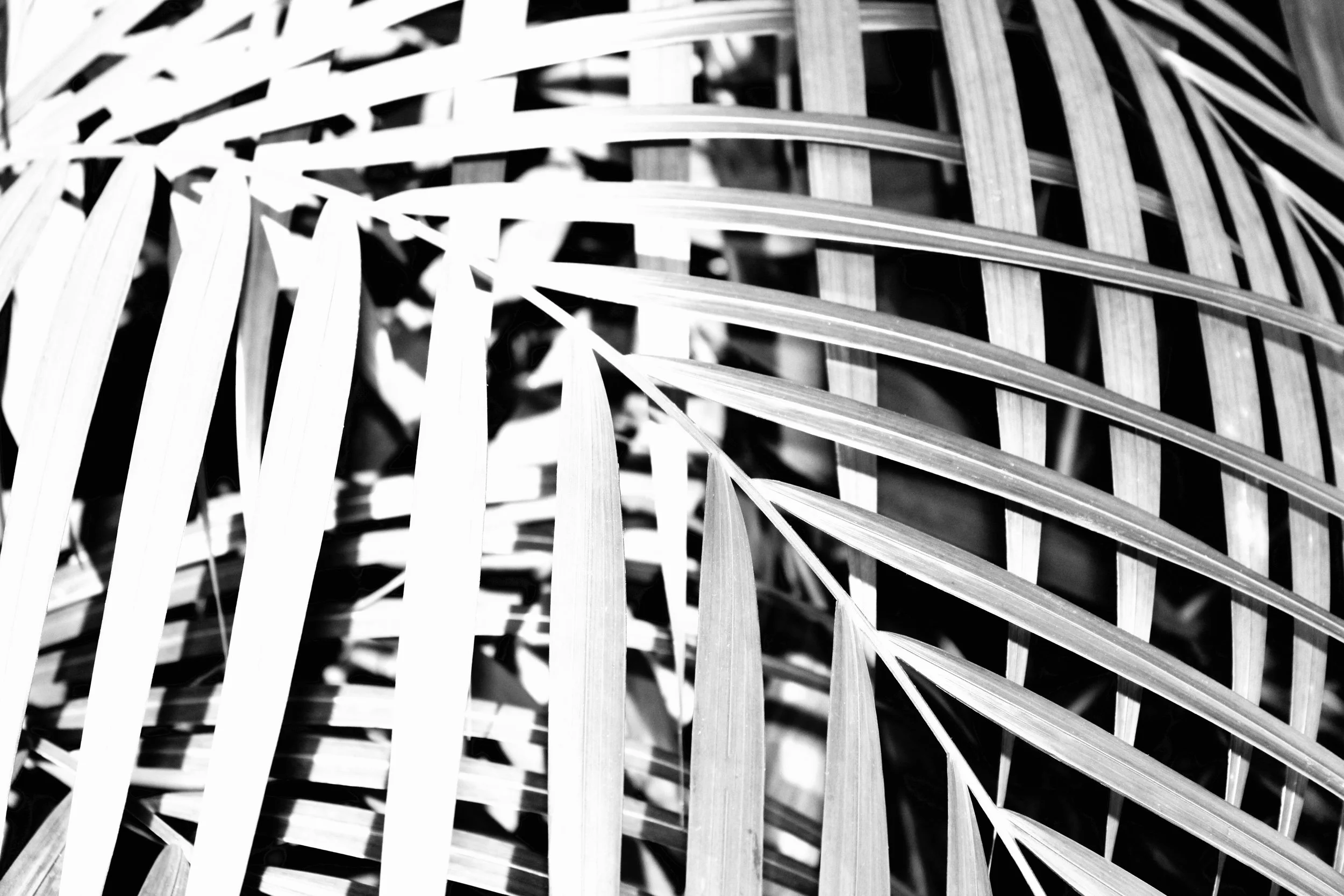 bxwpalmfrond.jpeg