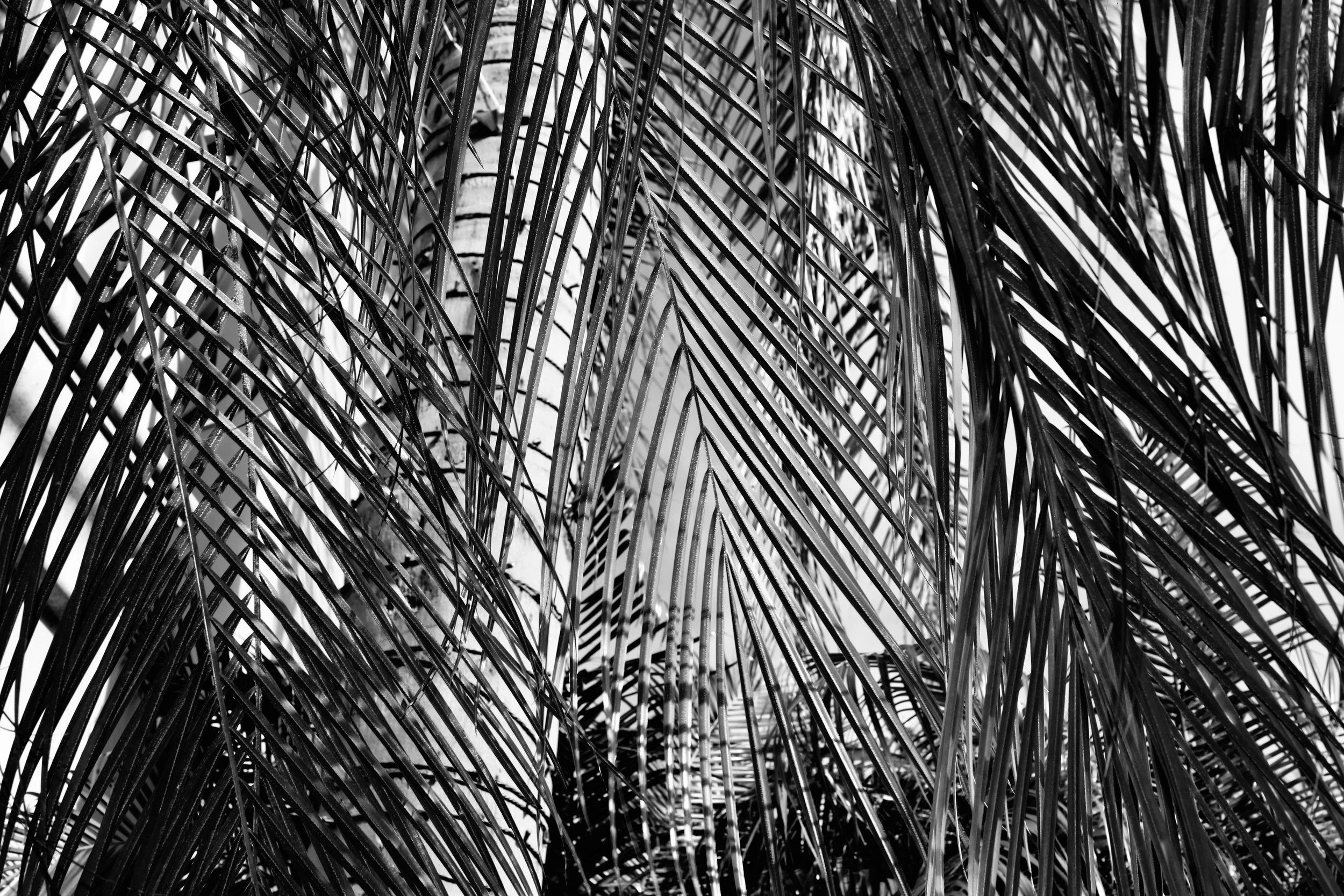 calipalm.jpeg
