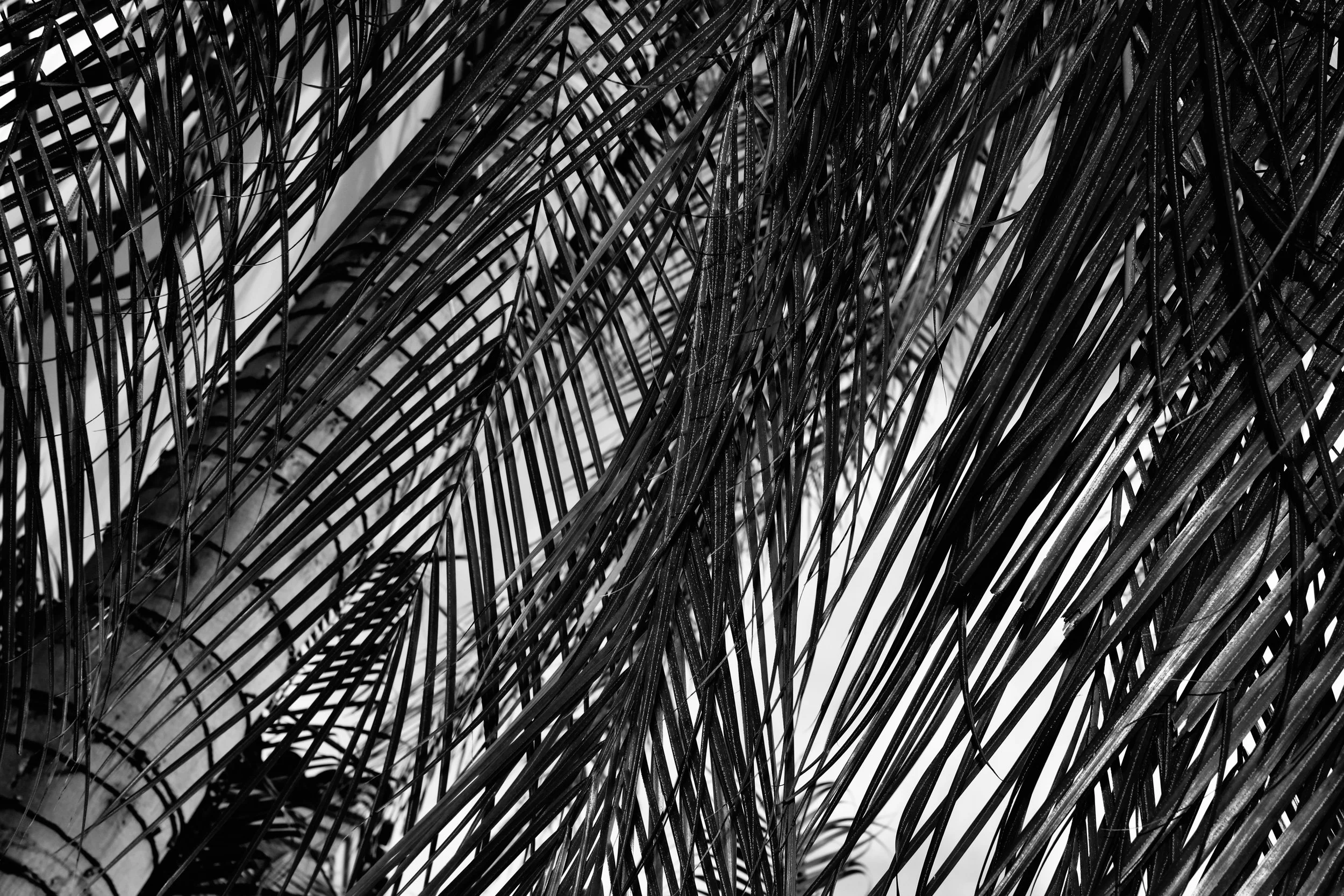 calipalms.jpeg
