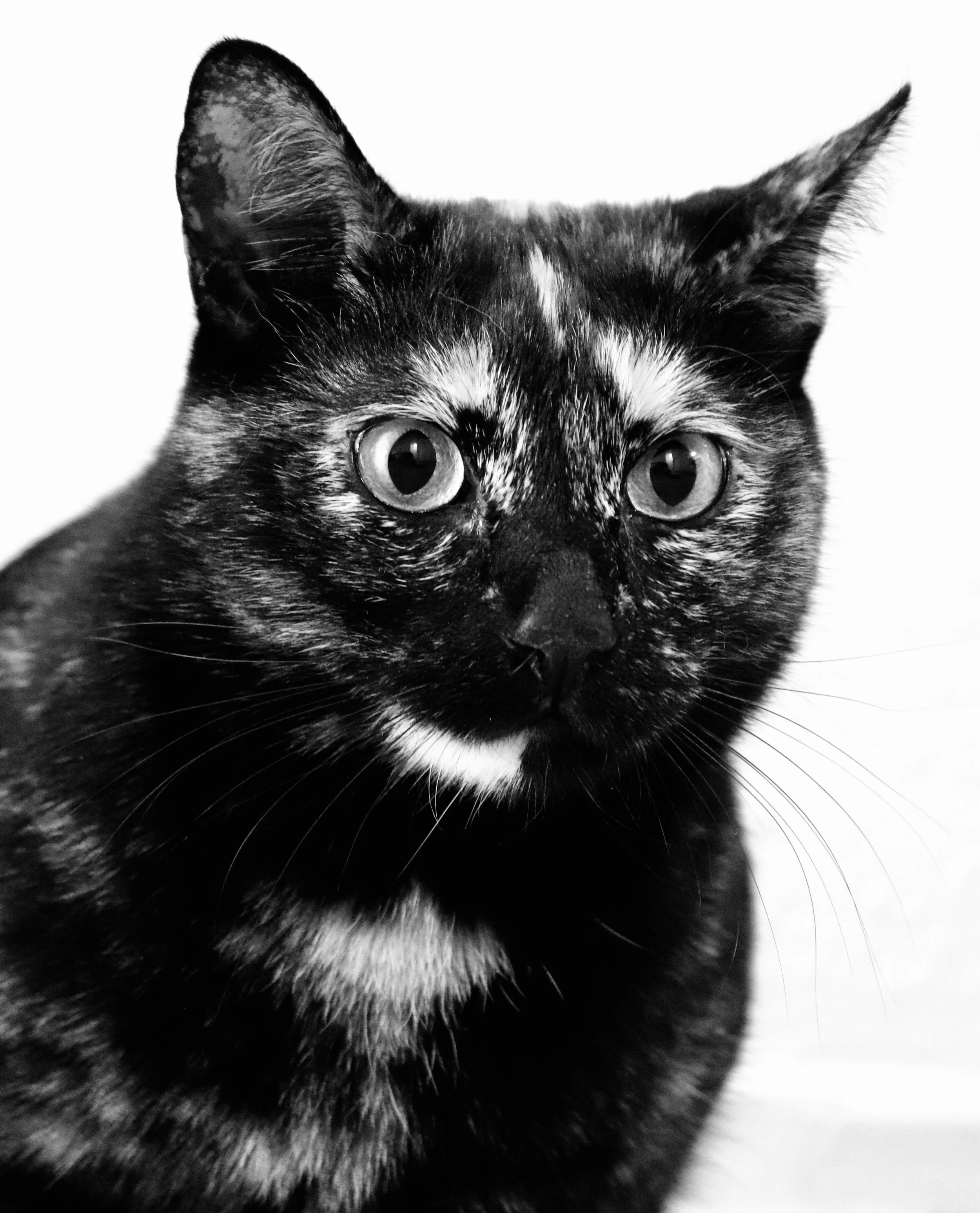 catbwheadshot.jpeg