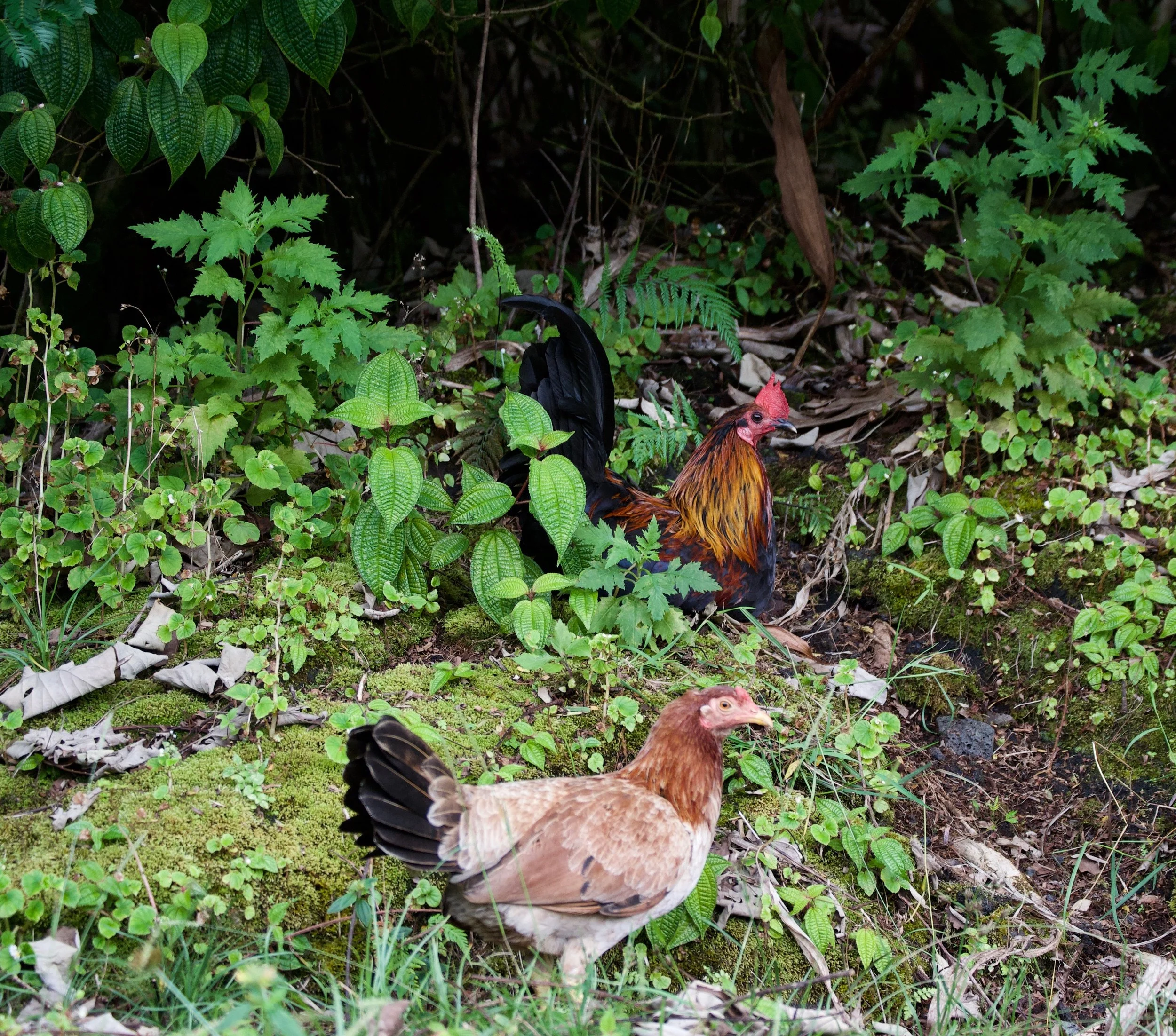 chickens.jpeg