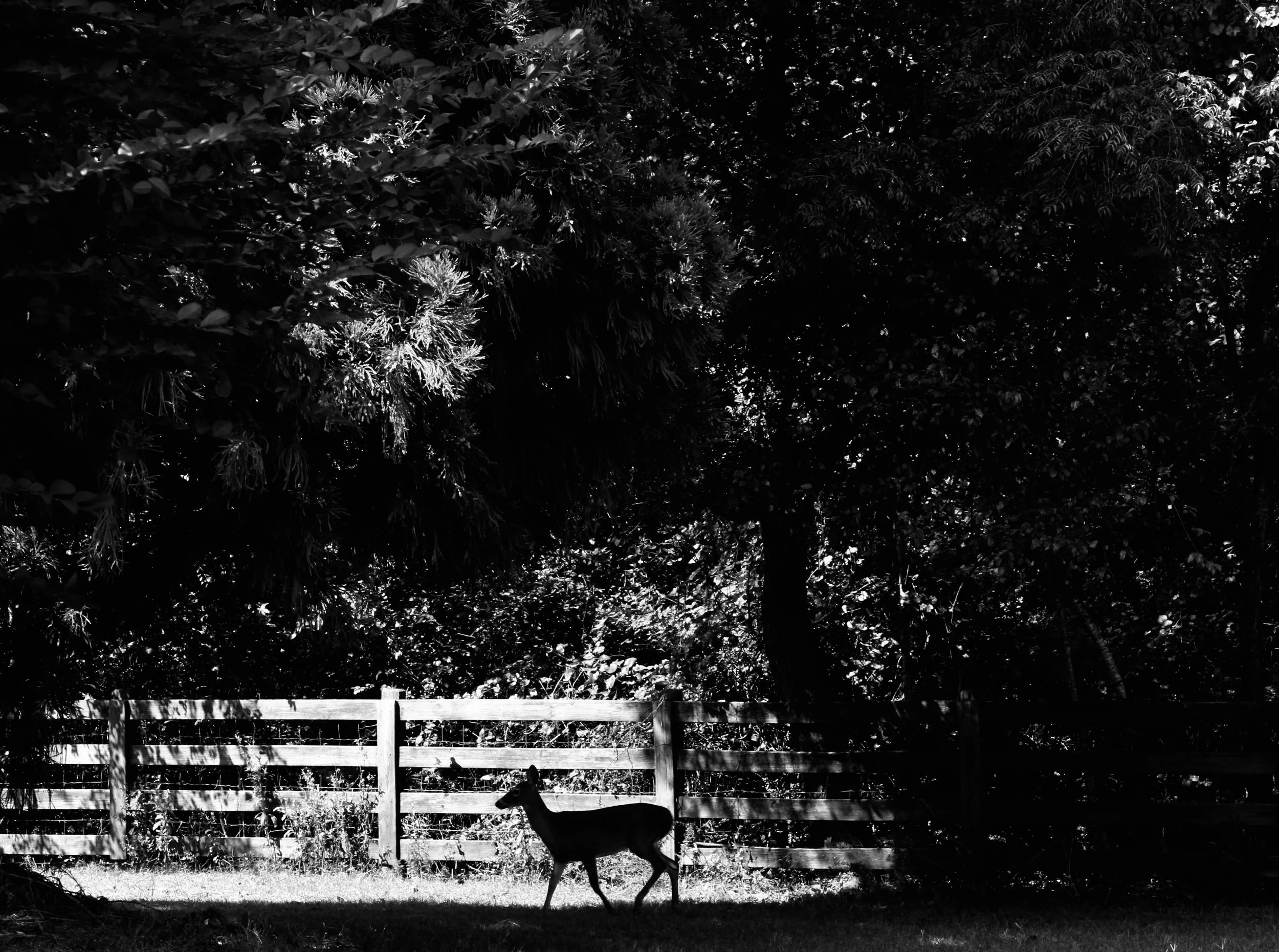 deerintheshadows.jpeg