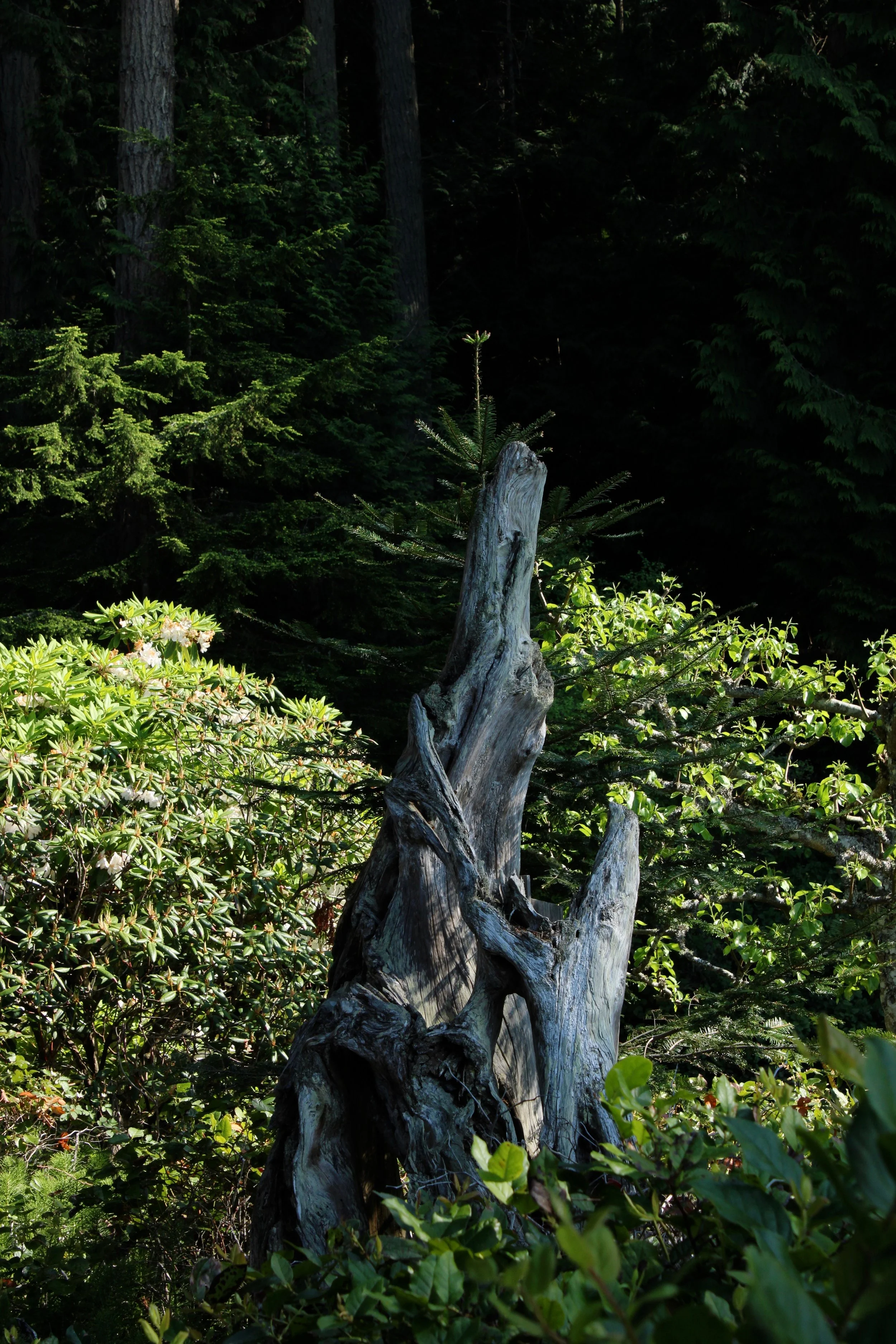 forest.jpeg