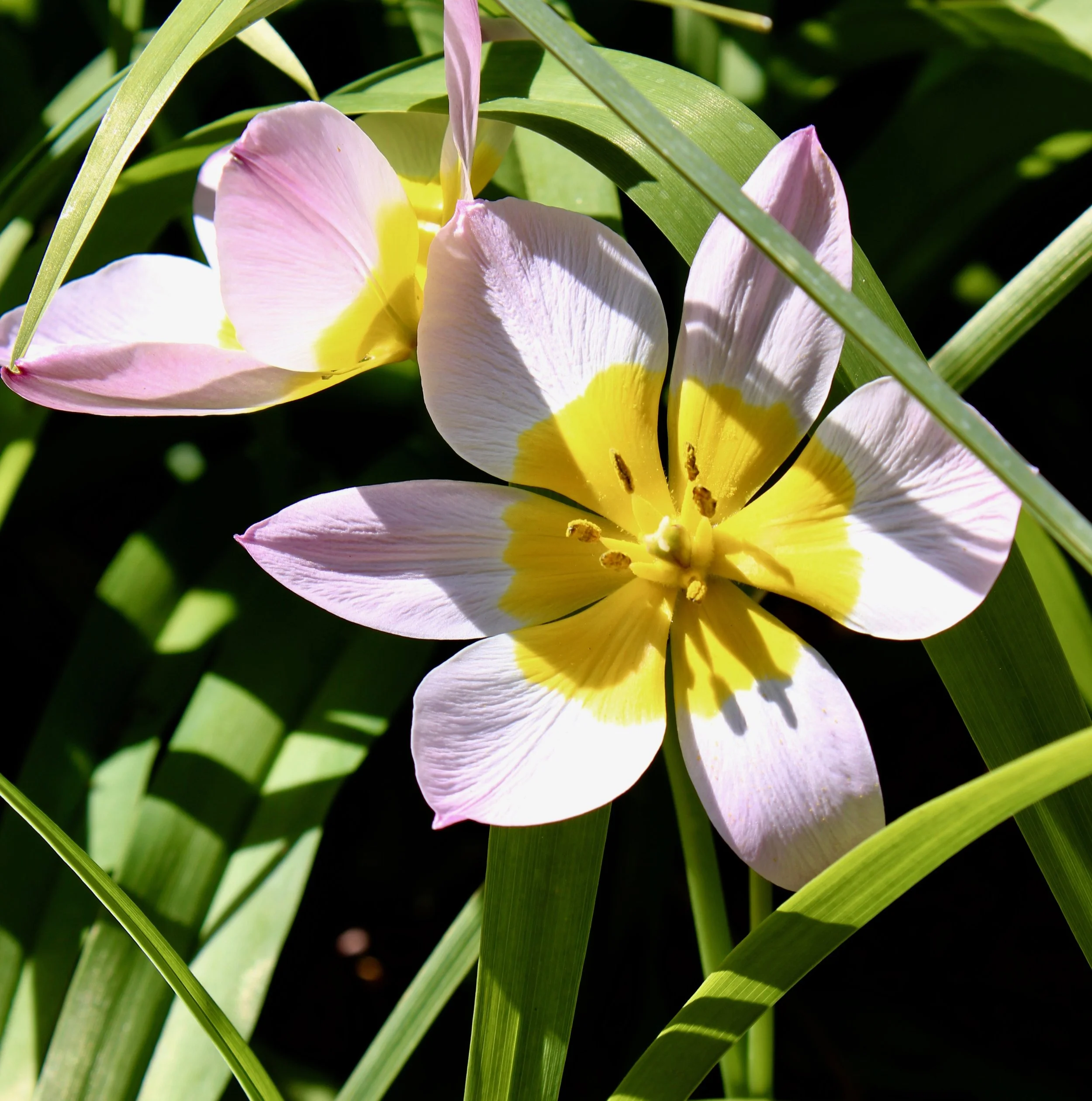 freshbloom.jpeg