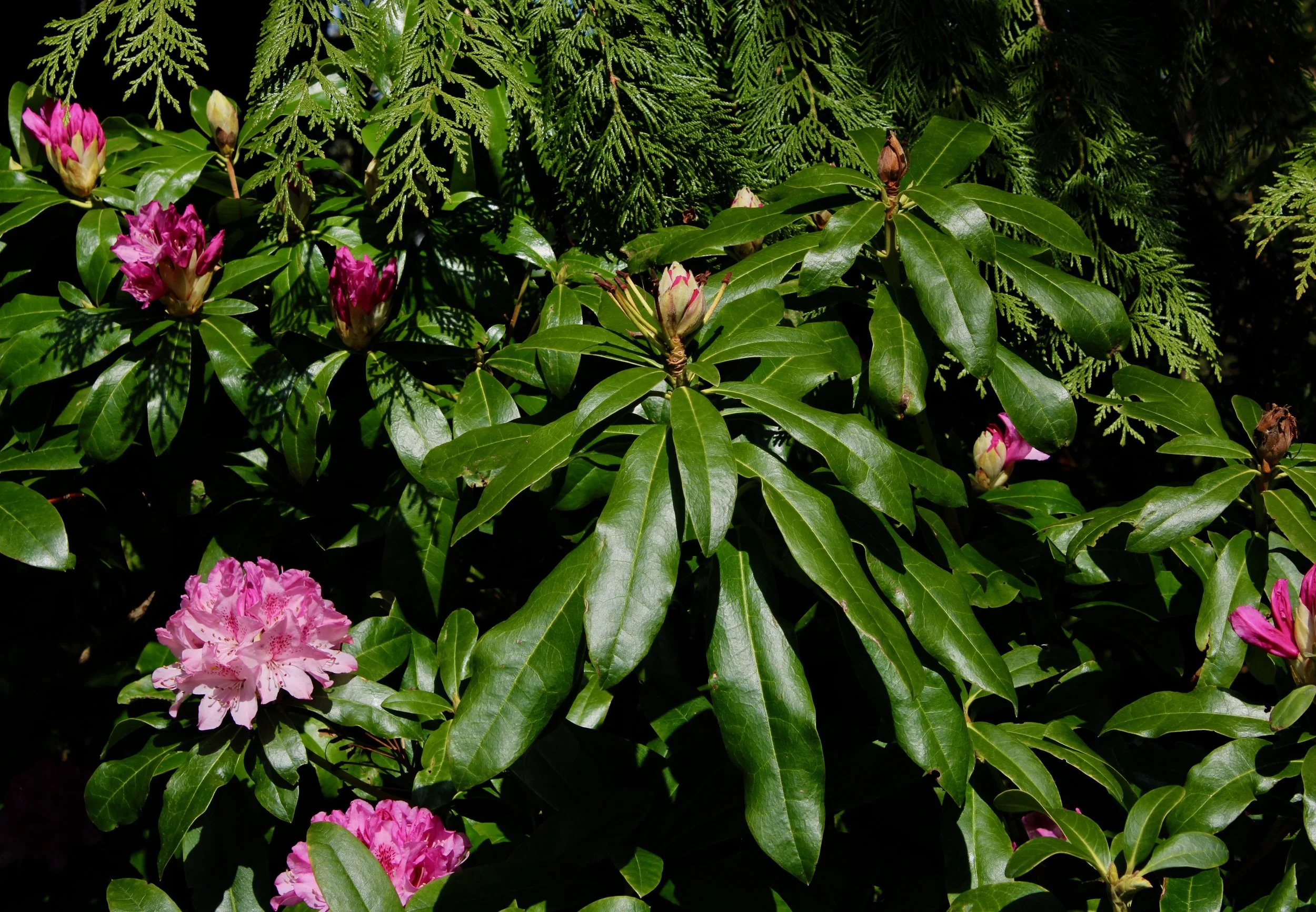 pinkblooms.jpeg