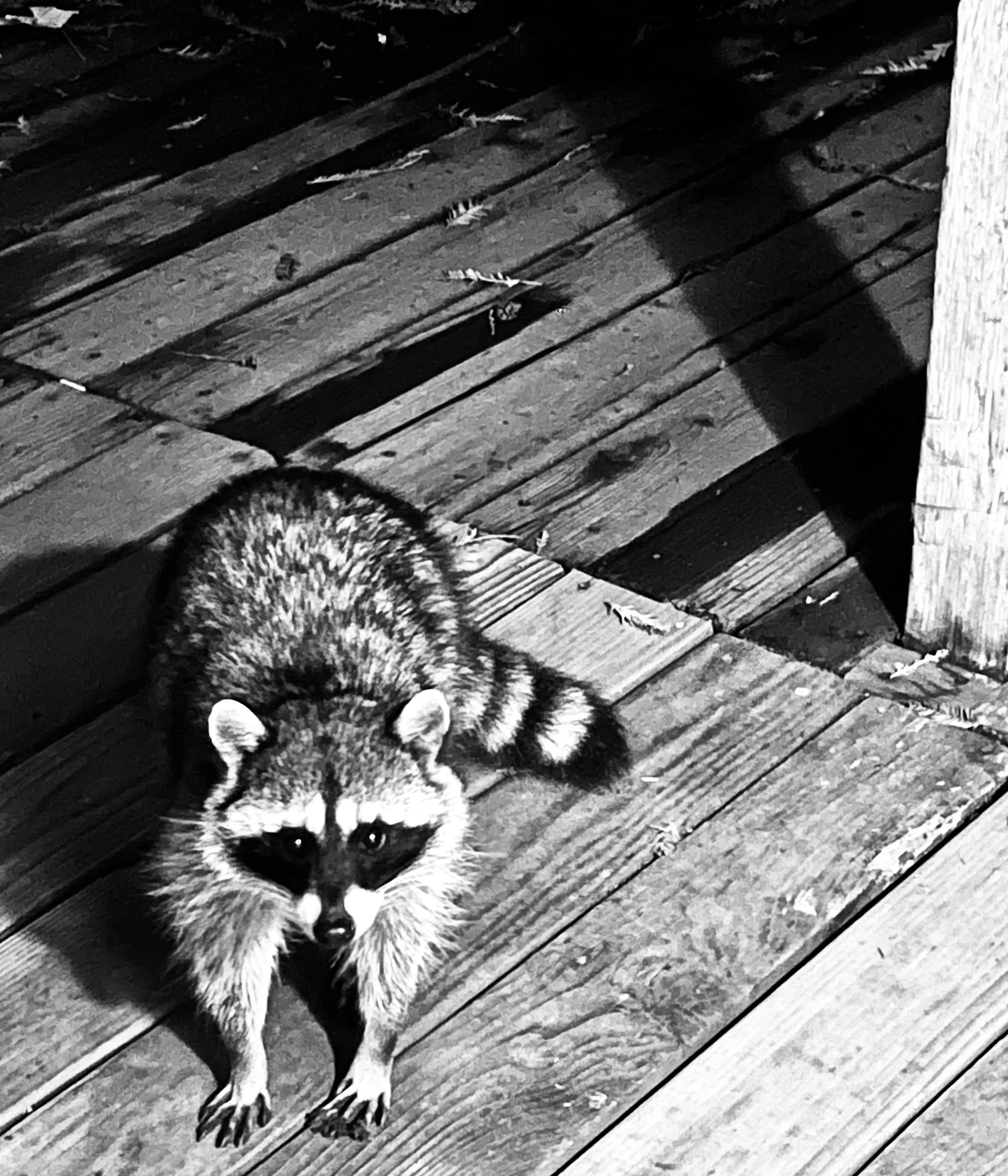 raccoon.jpeg