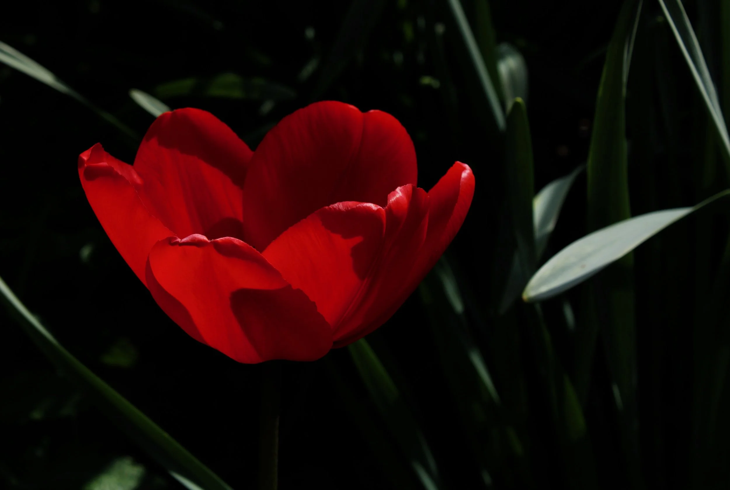 redbloom.jpeg