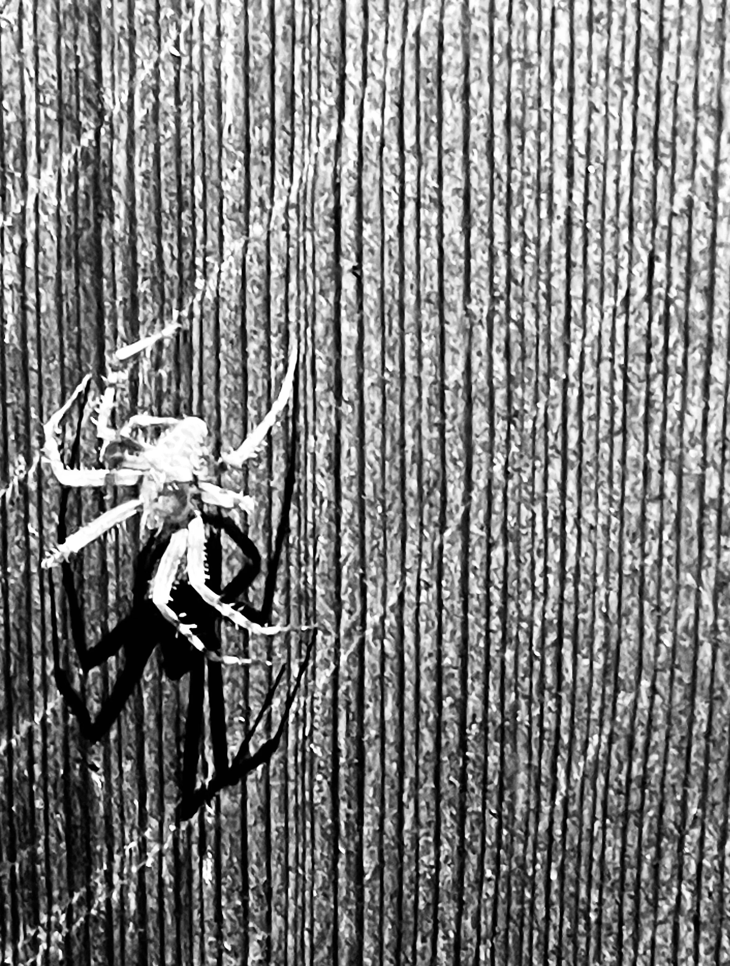 spider.jpeg
