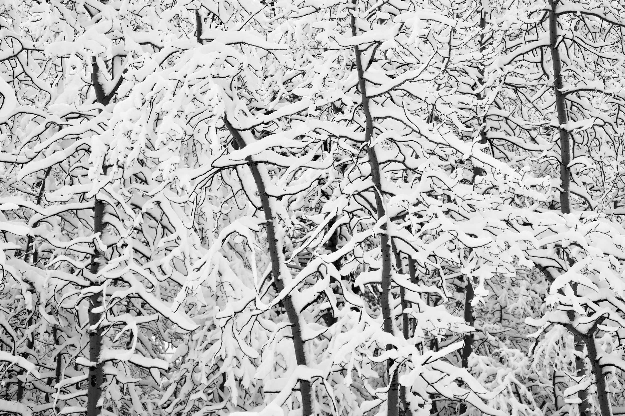 winterwoods.jpeg