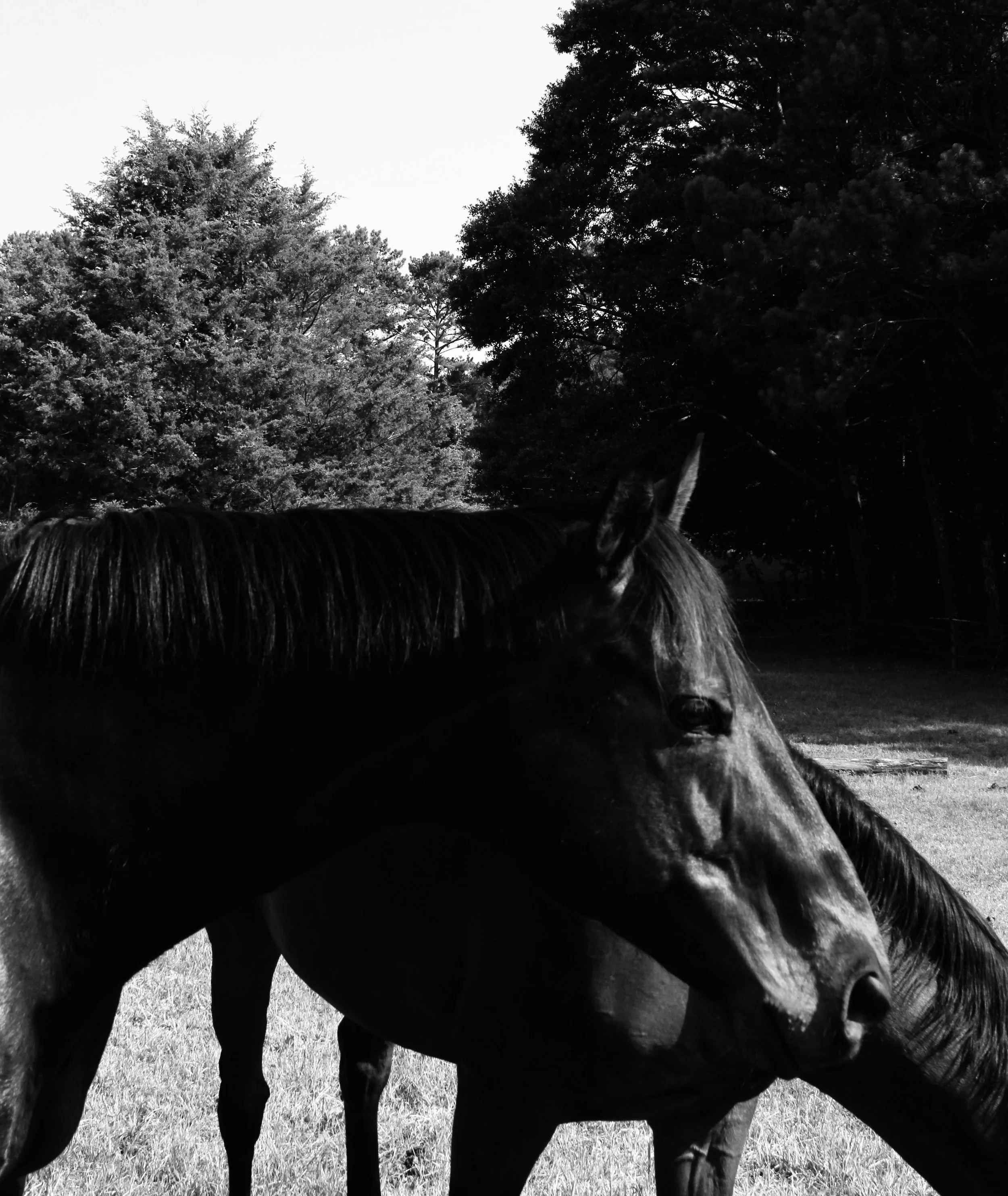 atlhorsefarmpicsbxw.jpeg