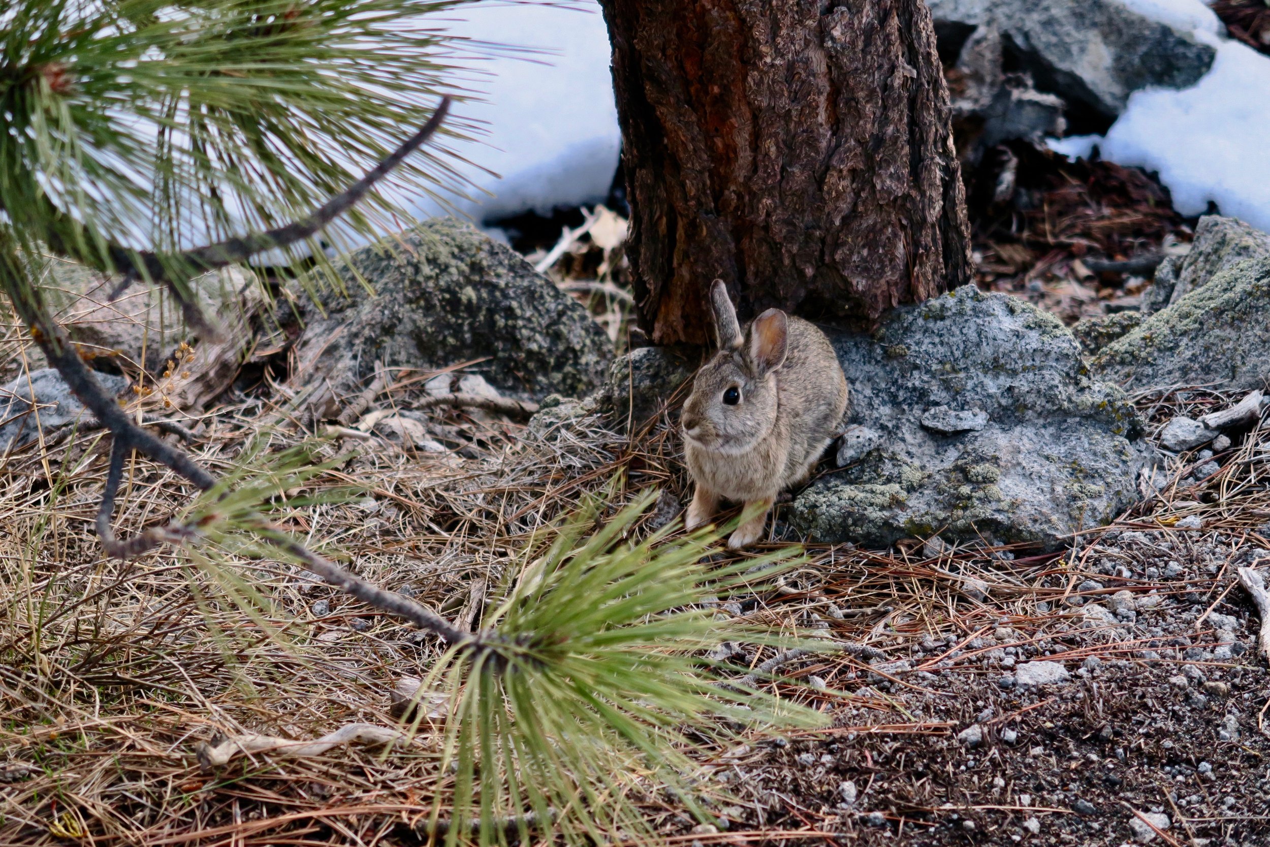tahoebunny.jpeg