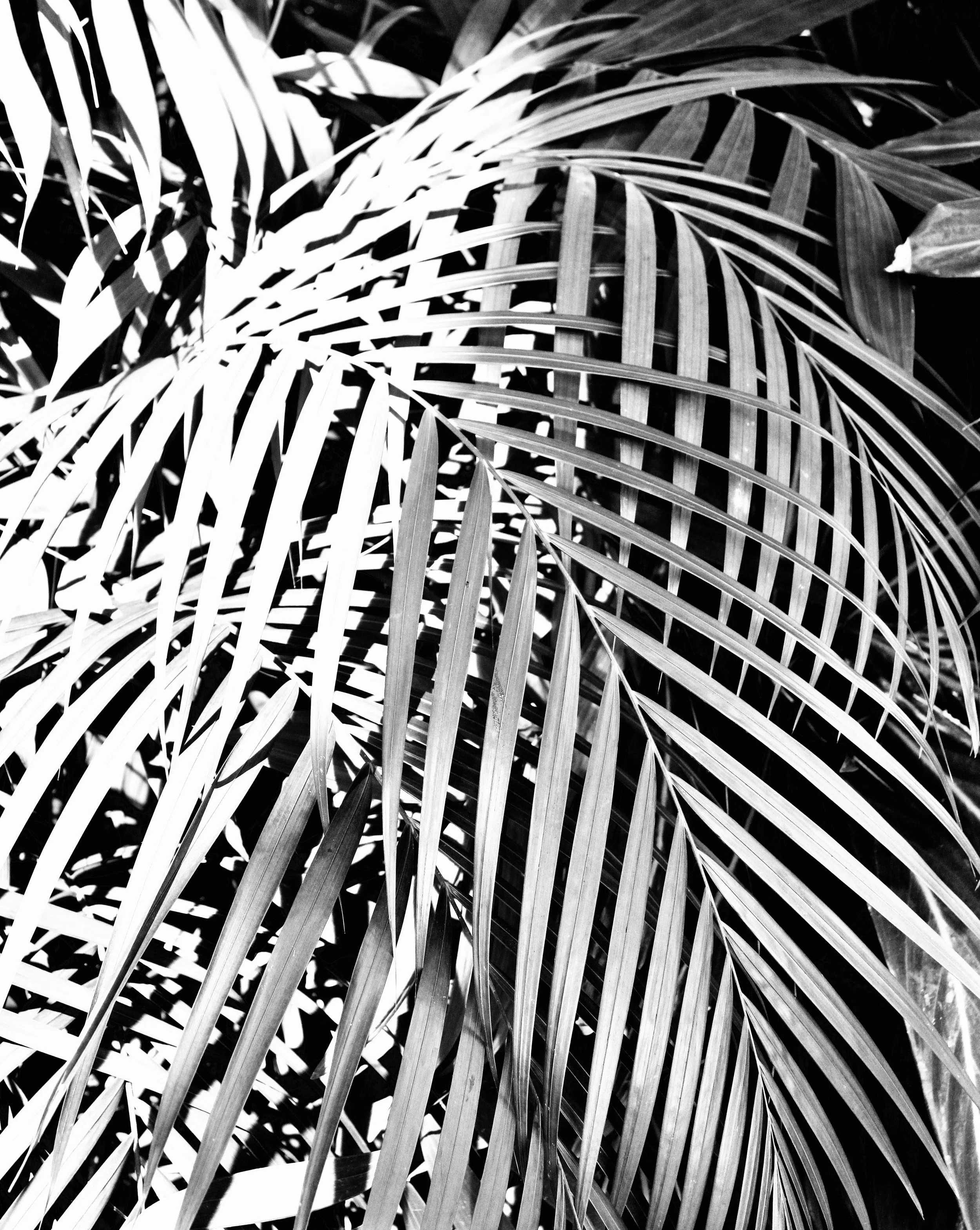 altpalmfrond.jpeg