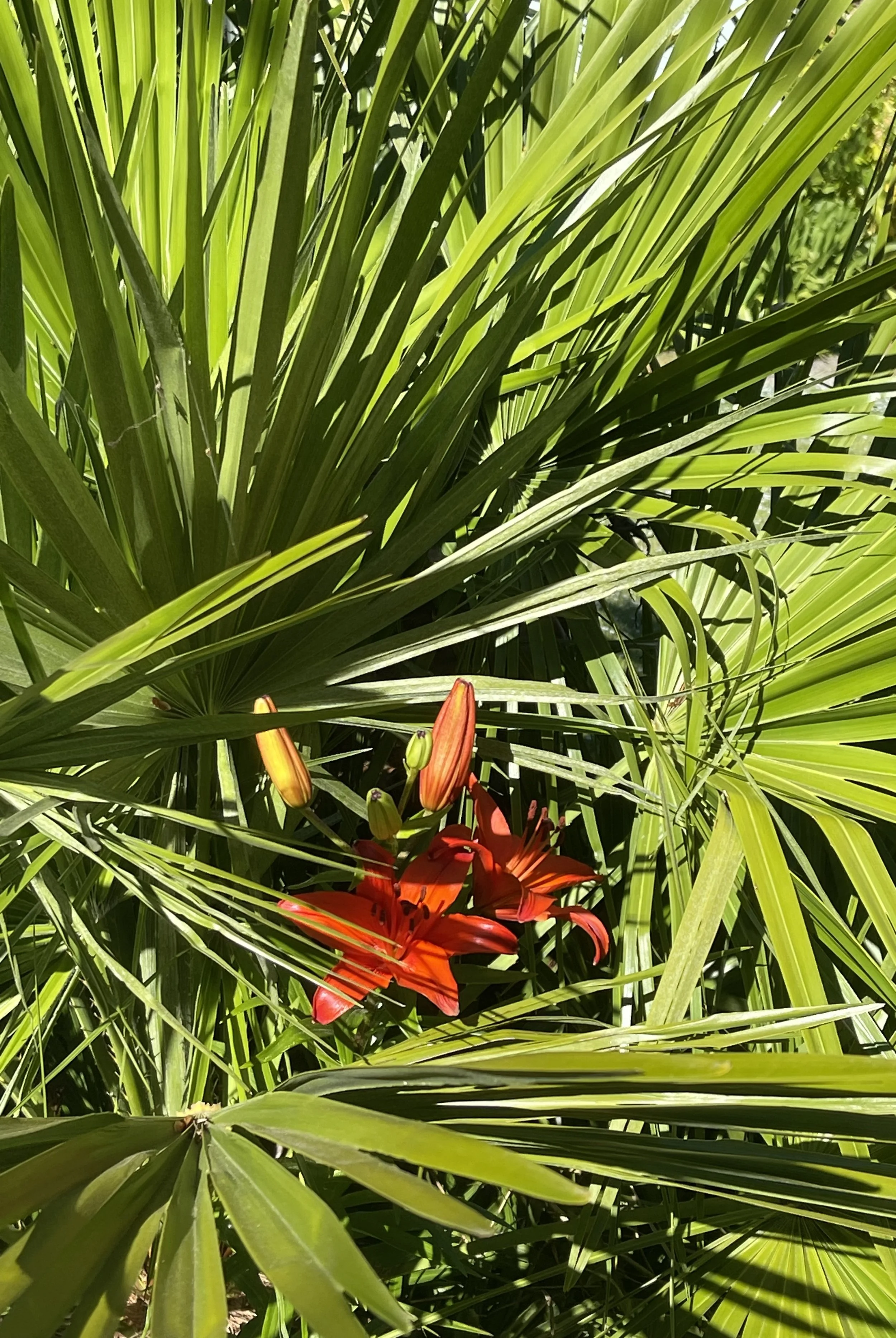caflowerpower.jpeg