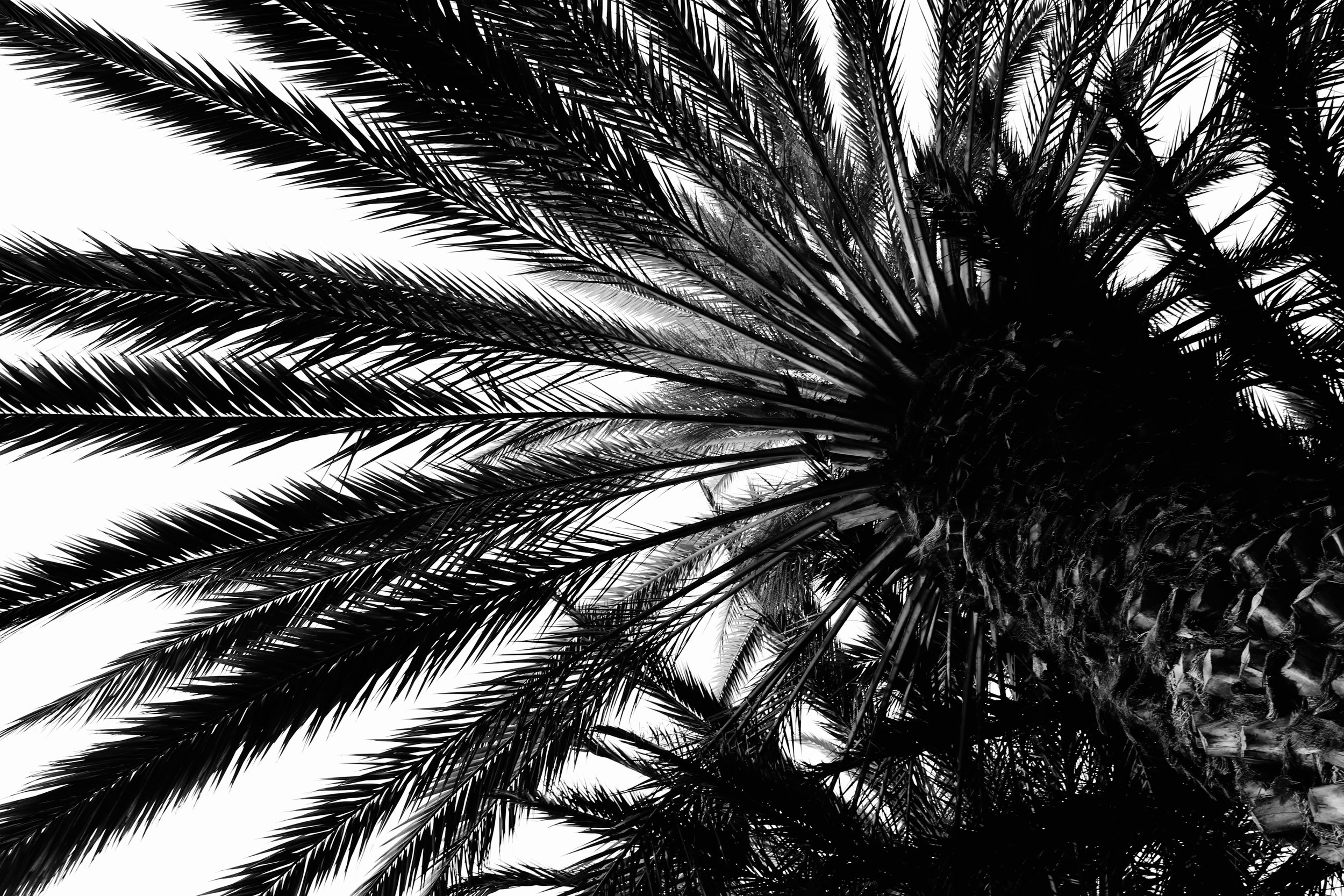 caocpalmtrees.jpeg