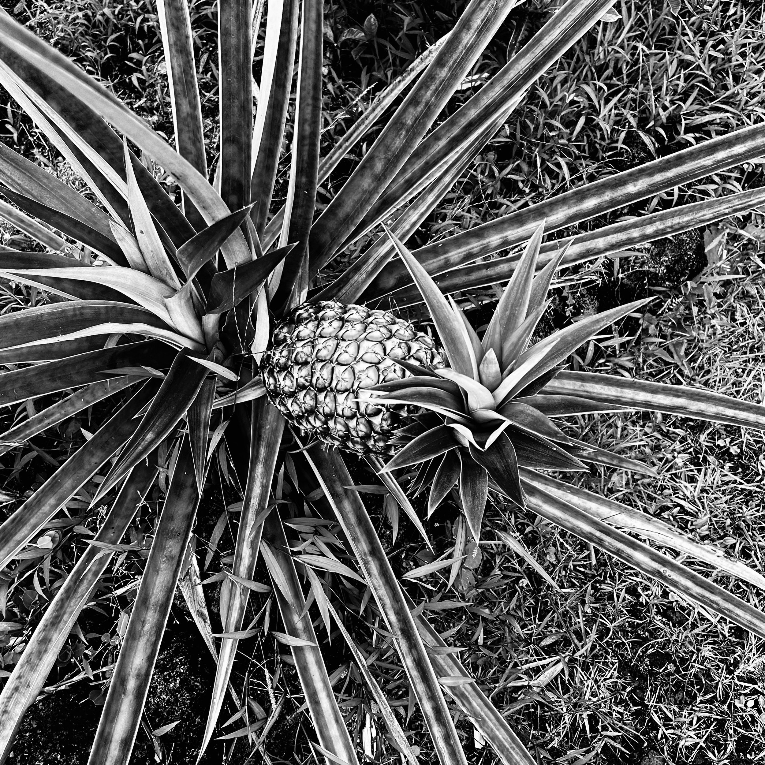 hipineapple.jpeg