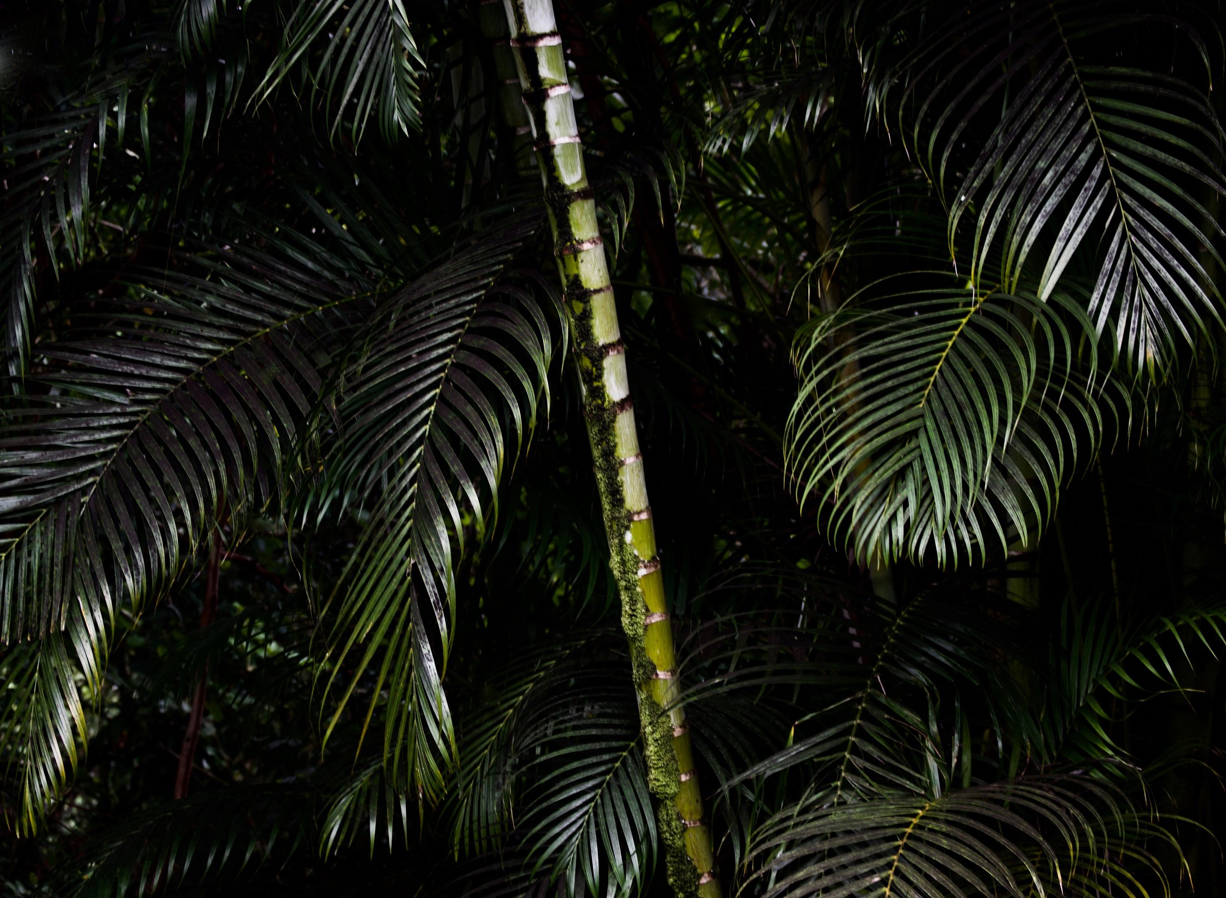 islandjungle.jpeg