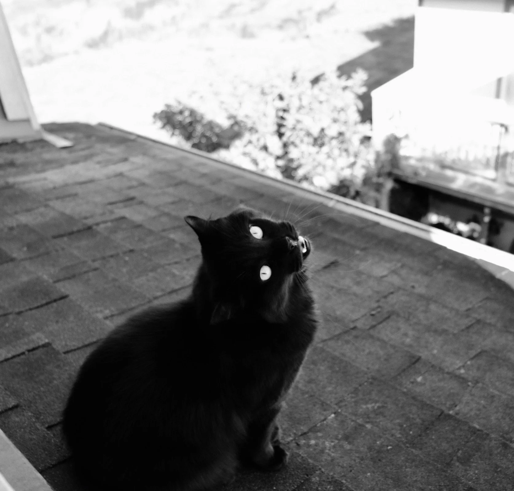 landoroofmeowbw.jpeg