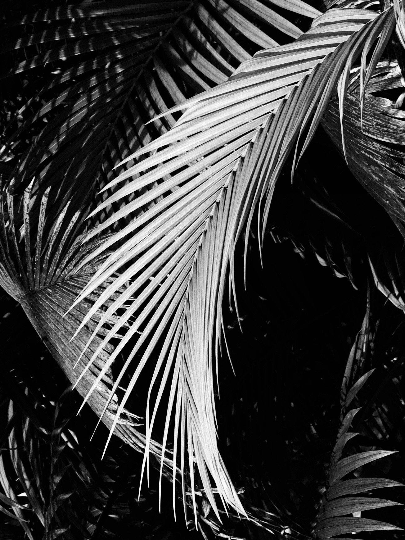 hipalmfrondbxw.jpeg