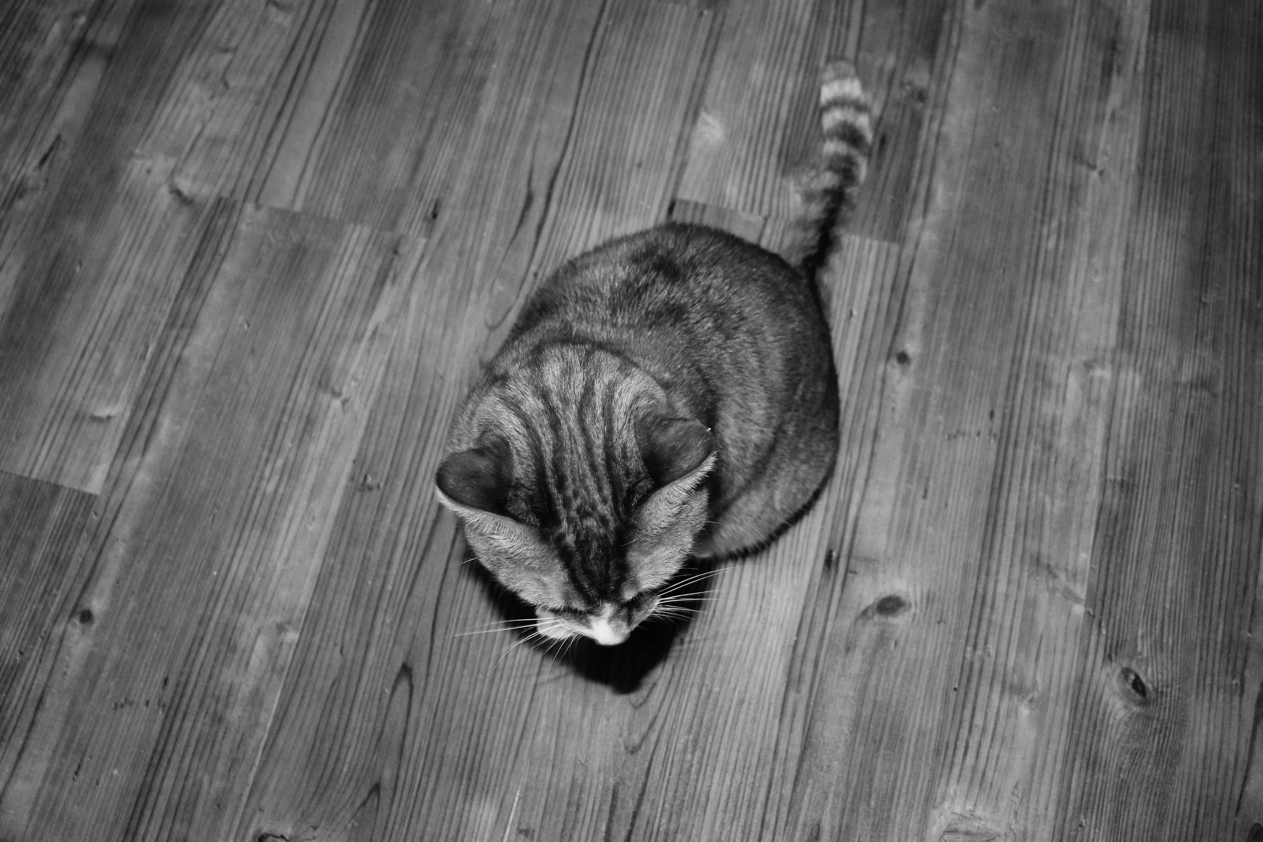kittybw.jpeg