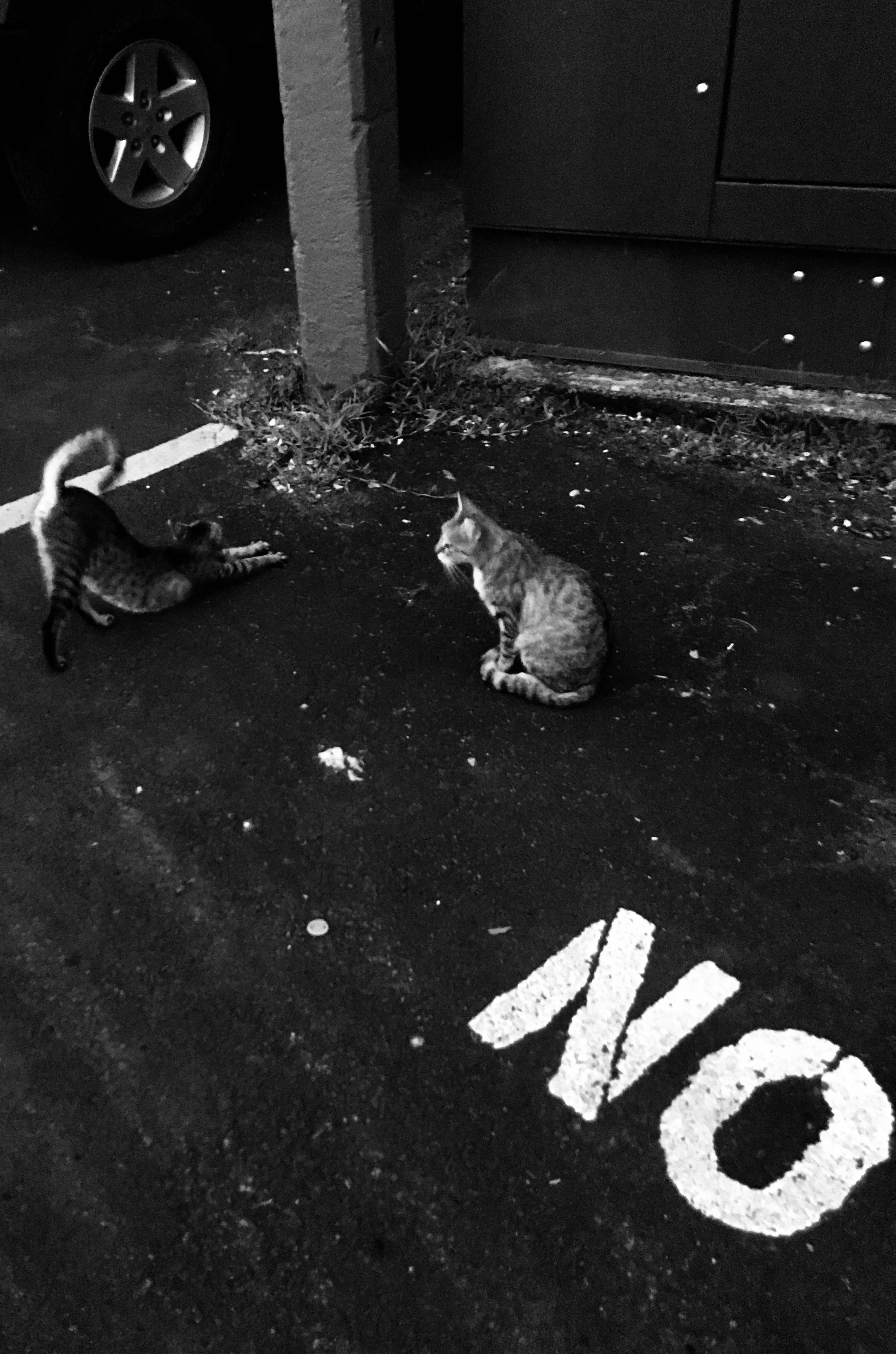 nocats.jpeg