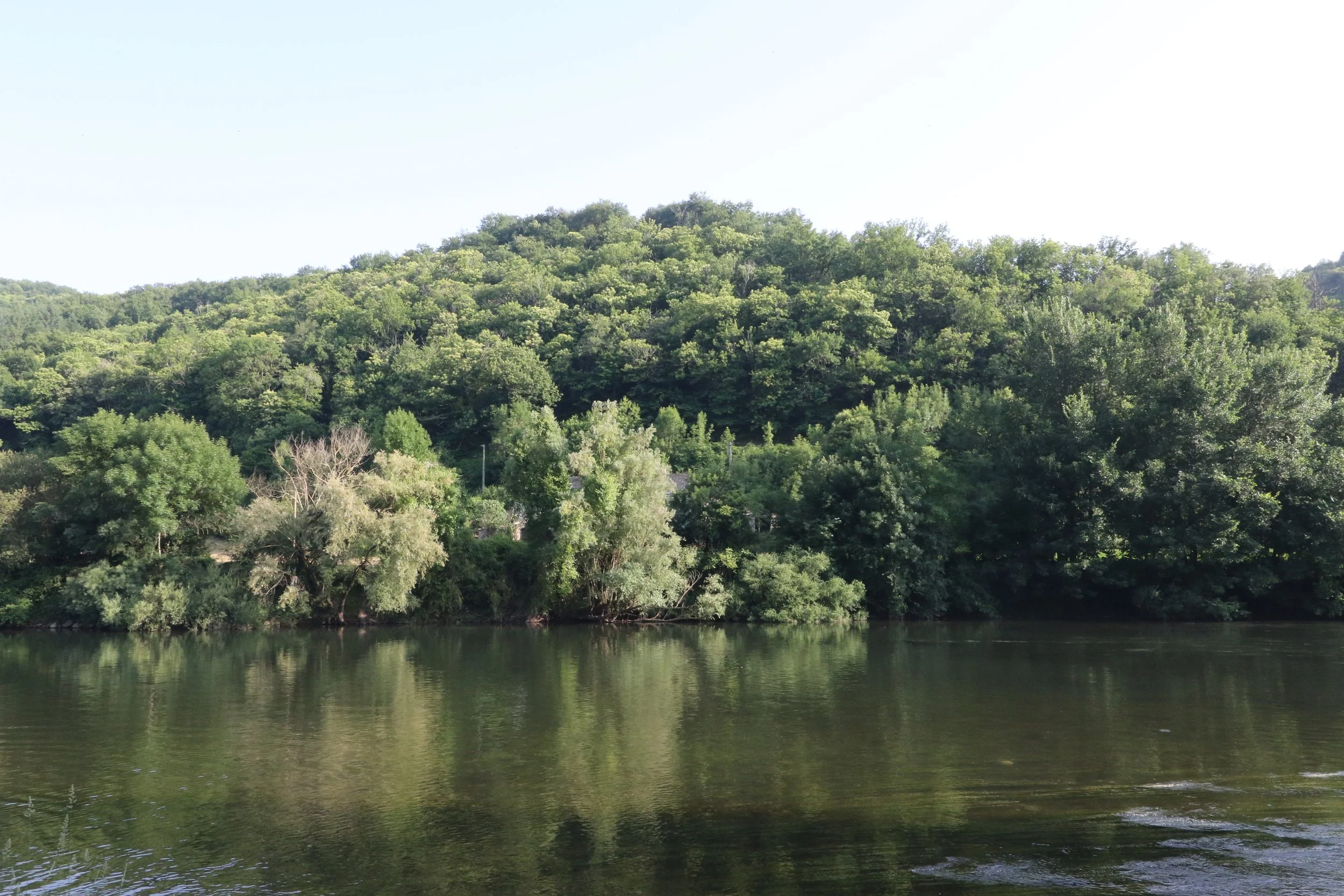 Une rive boisée le long d'une rivière, avec une colline couverte d'arbres verdoyants et un ciel clair.