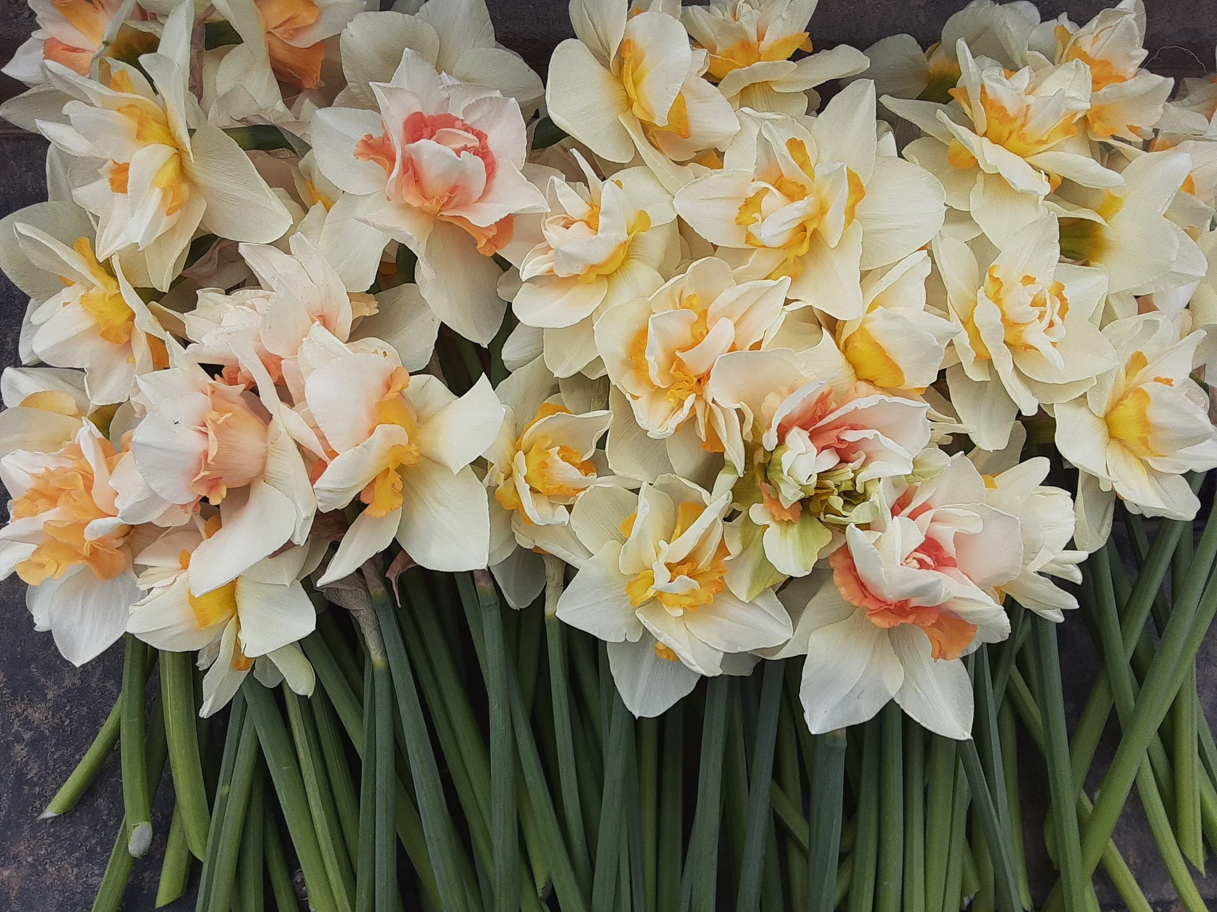 flowers.png