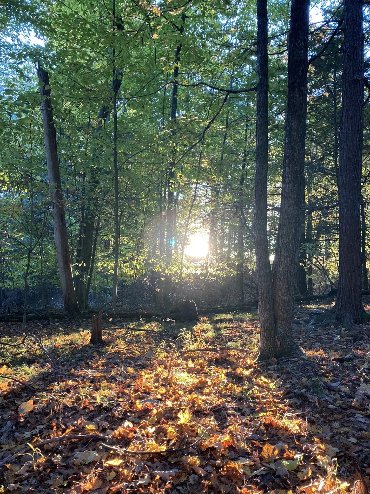Sunsets at the Forest Cabin