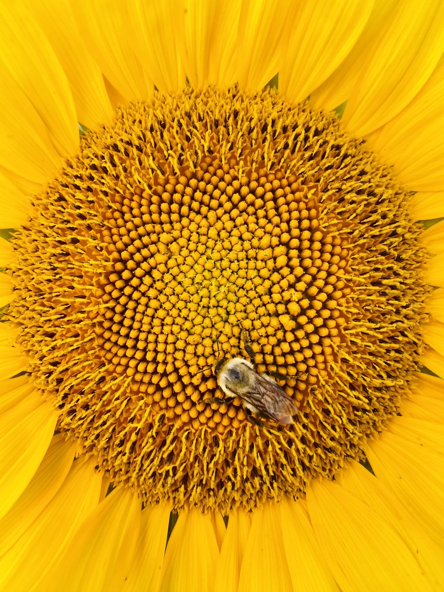 bee sunflower.JPEG