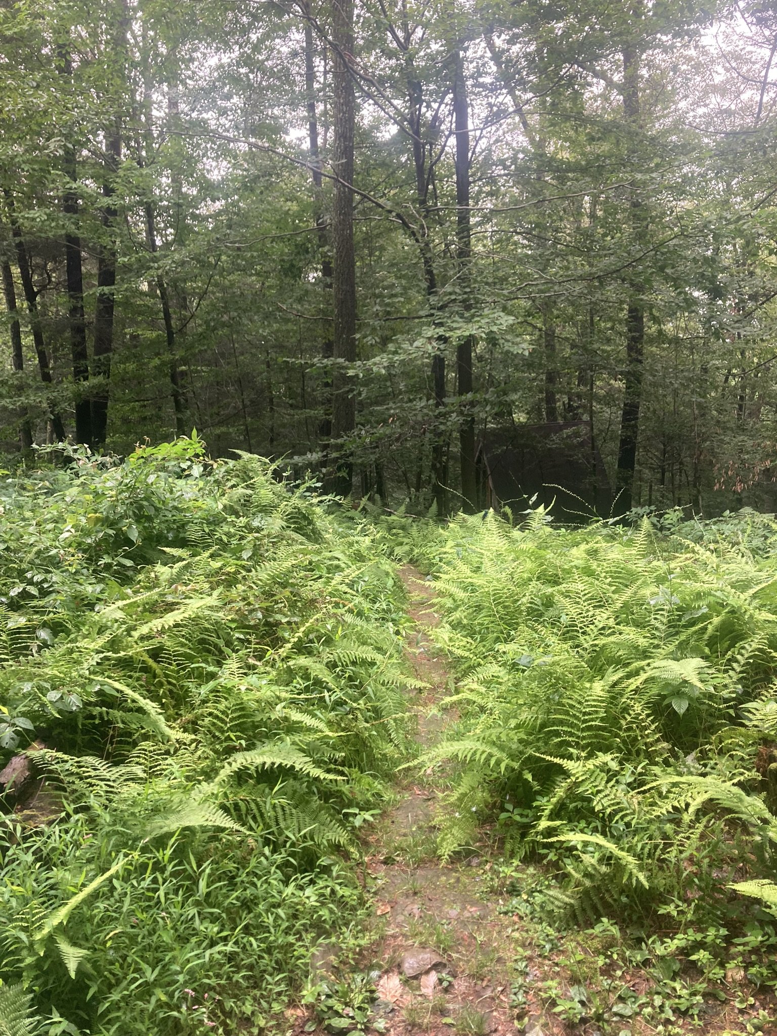 Fern Forest