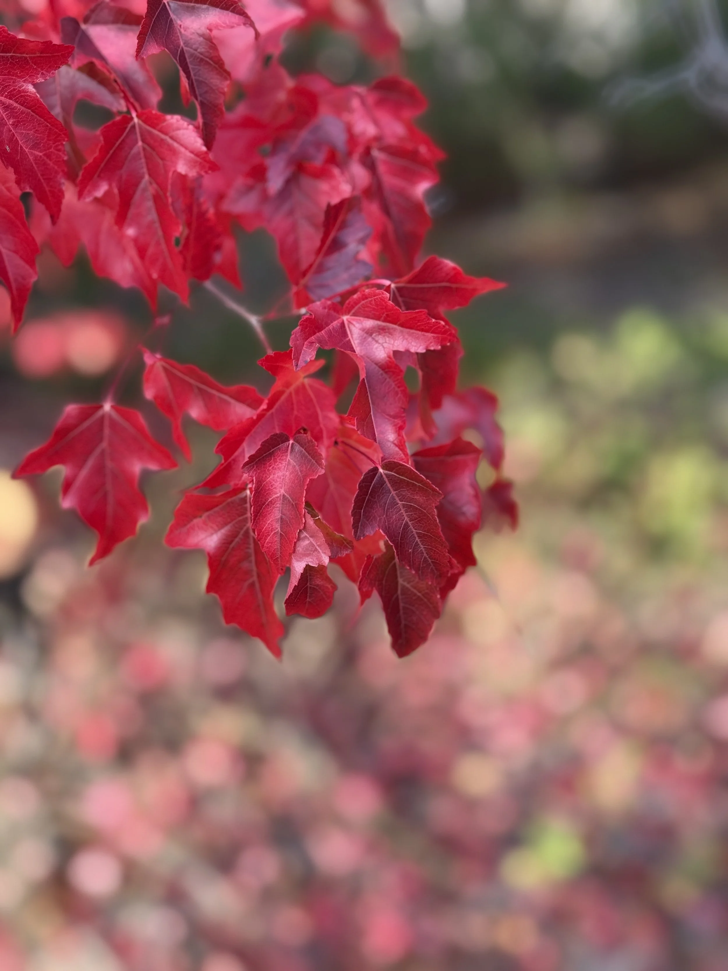 AGM Saturday, December 6 