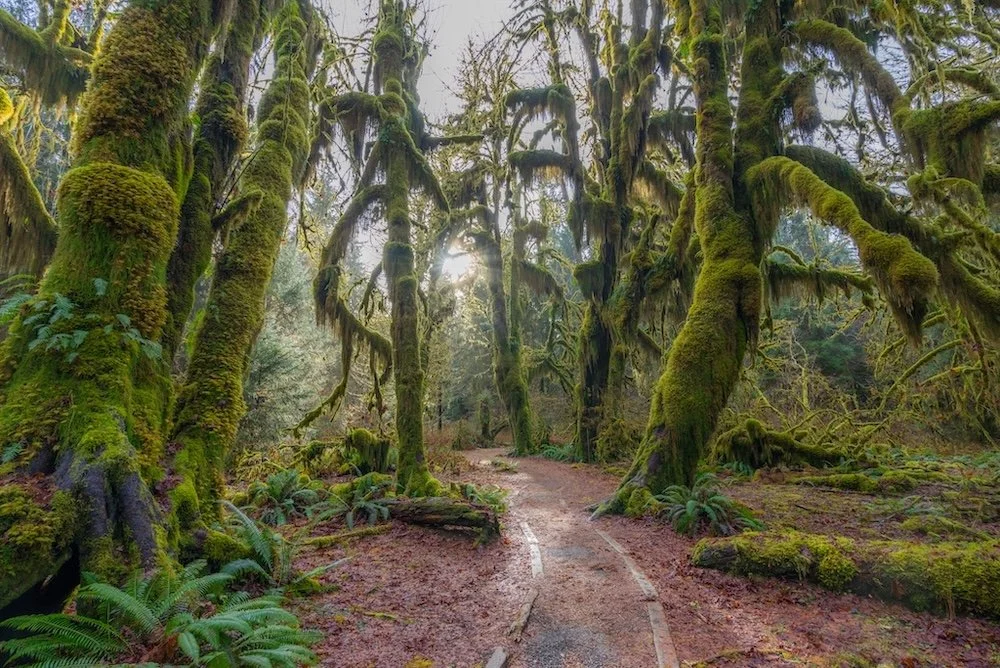 A forest trail surrounded by tall, moss-covered trees and lush greenery, with sunlight filtering through the branches.