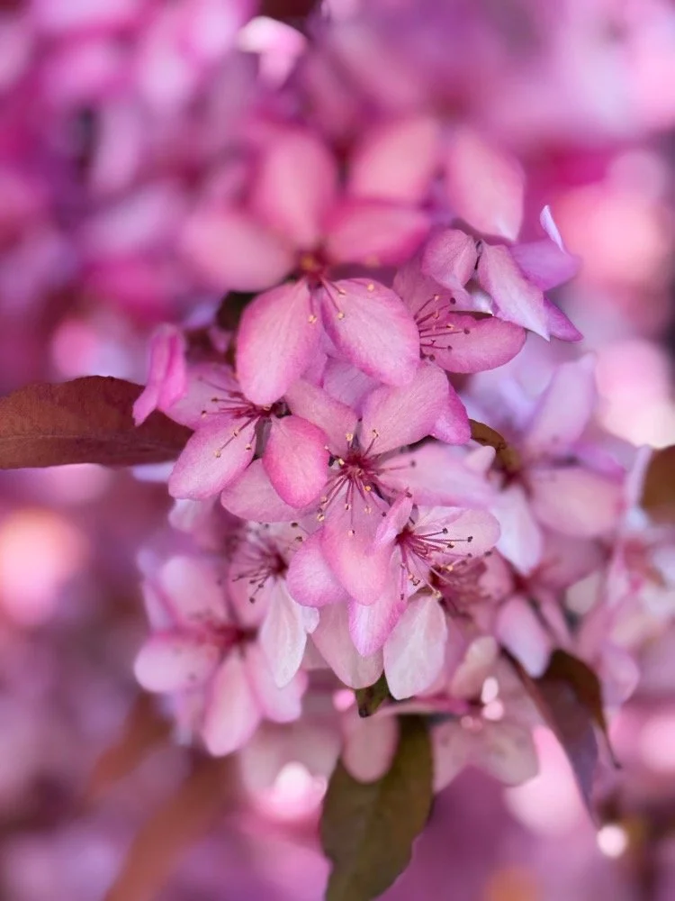Close-up of pink blossoms on a flowering tree.