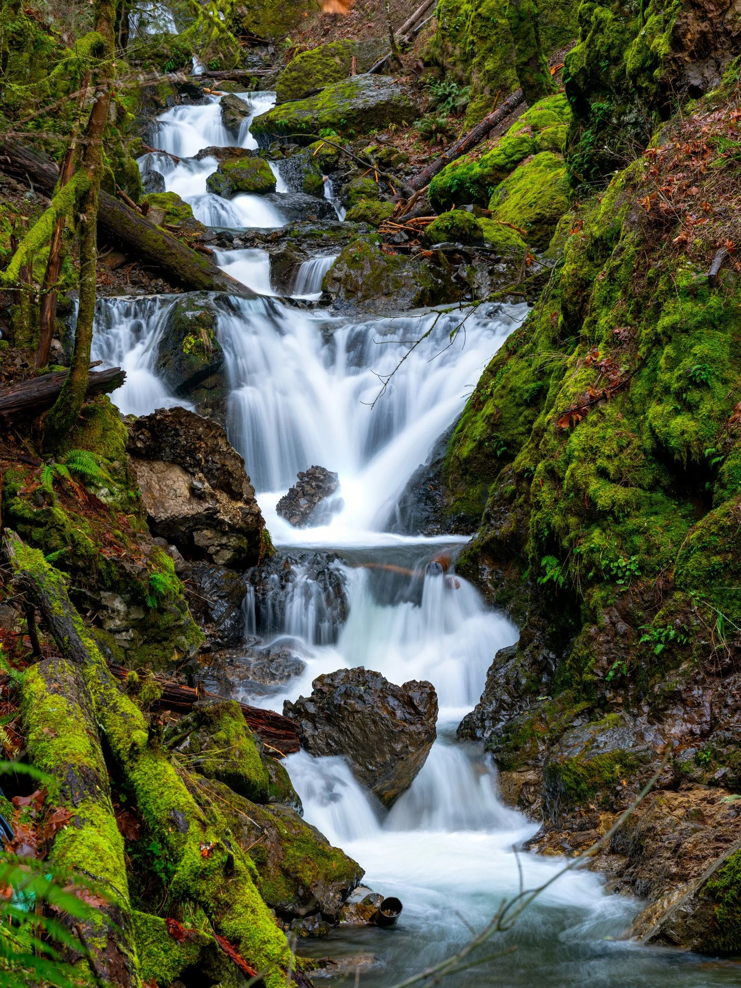 A forest stream cascading over moss-covered rocks and fallen logs, surrounded by dense green foliage.