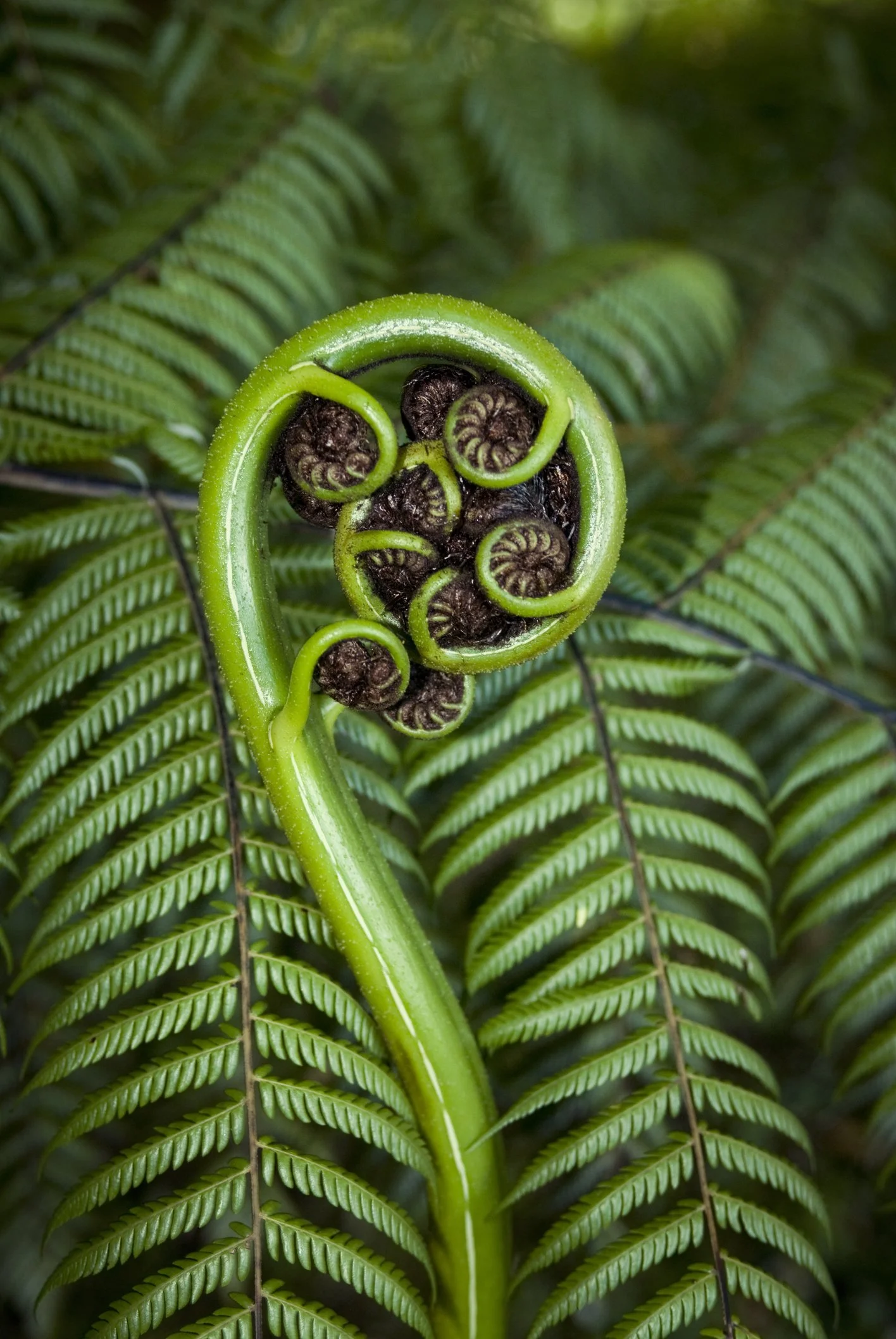 Close-up of a young fern frond unfurling against other green fern leaves.