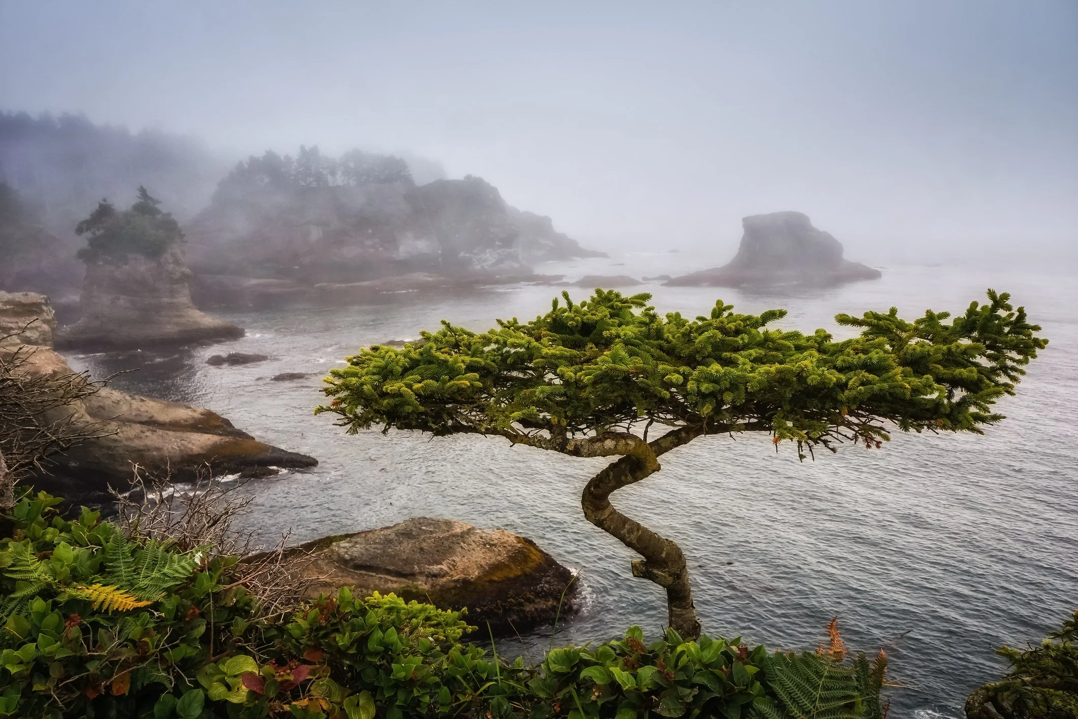 A lonely, twisted pine tree grows on a rocky shoreline with lush green bushes in the foreground. Behind it, foggy cliffs and outcroppings extend into a misty ocean under a hazy sky.