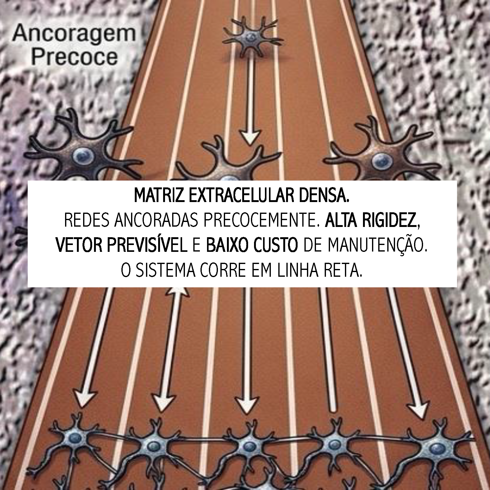 A Pista de Atletismo (Hardware Típico): Matriz Extracelular Densa. Redes ancoradas precocemente. Alta rigidez, vetor previsível e baixo custo de manutenção. O sistema corre em linha reta.